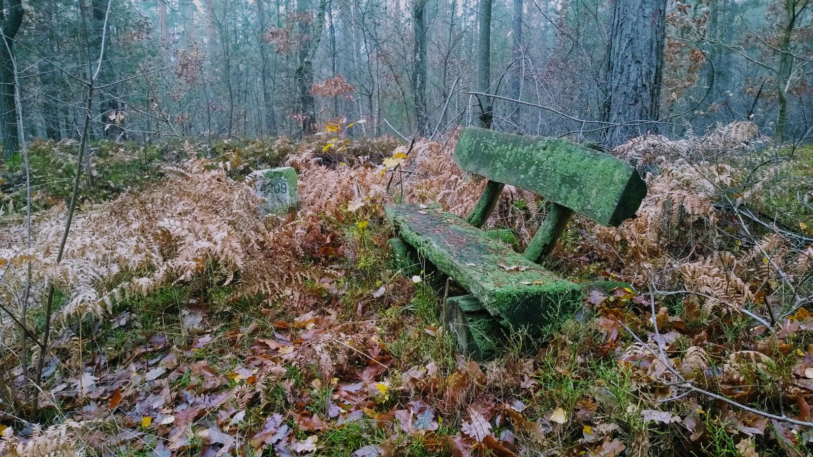 Motorola moto g(7) power sample photo. Germany, brandenburg, forest photography