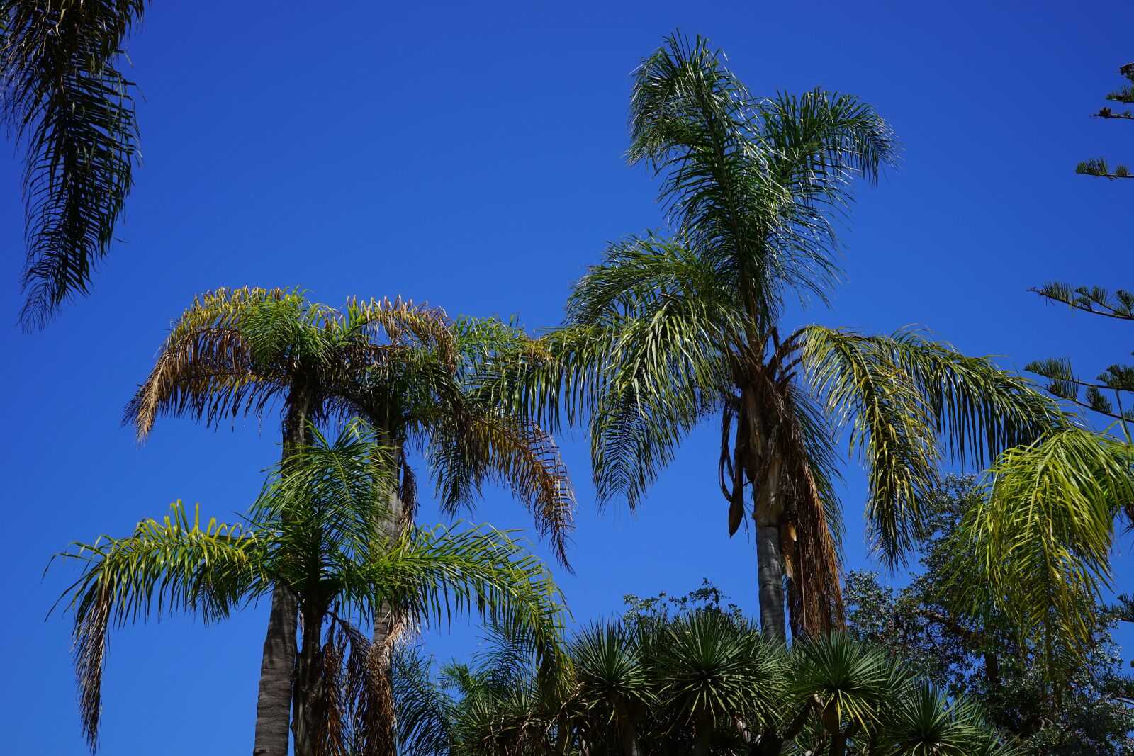 Sony a7 sample photo. Palm trees, tree, palm photography