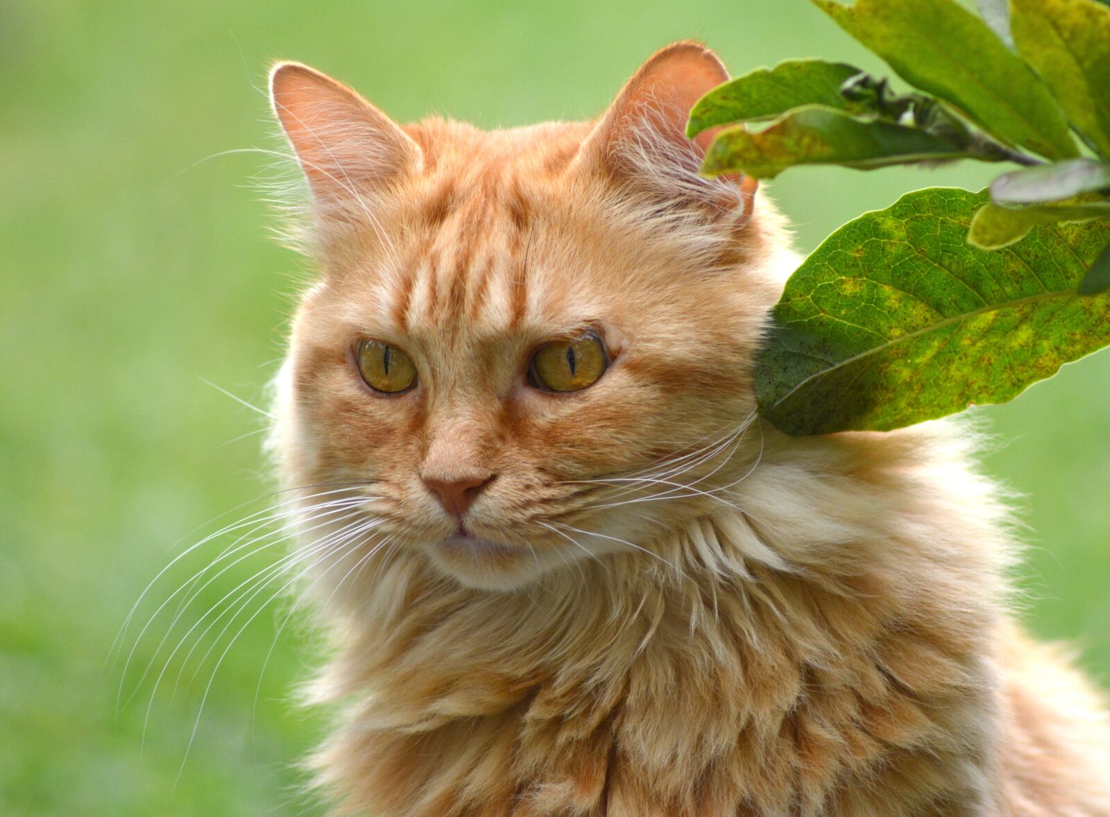 Nikon D5200 sample photo. Cat, red tomcat, portrait photography