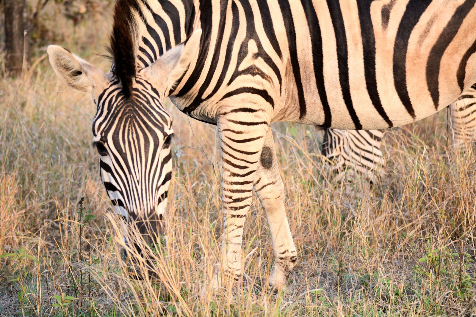 Nikon D5200 sample photo. Zebra, kruger park south photography