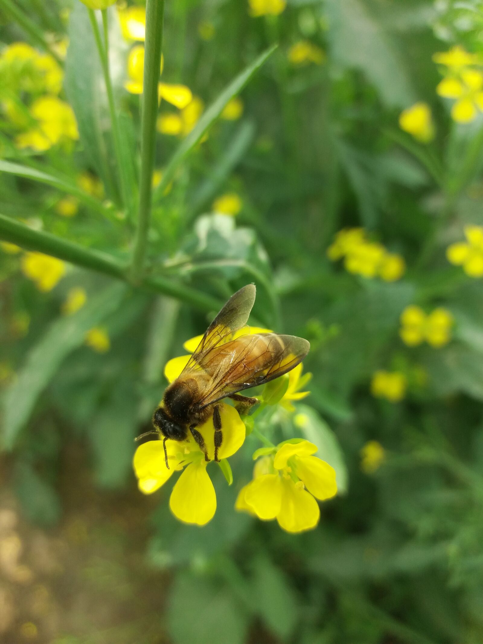 Samsung Galaxy J5(2016) sample photo. Nature, beauty, honey photography