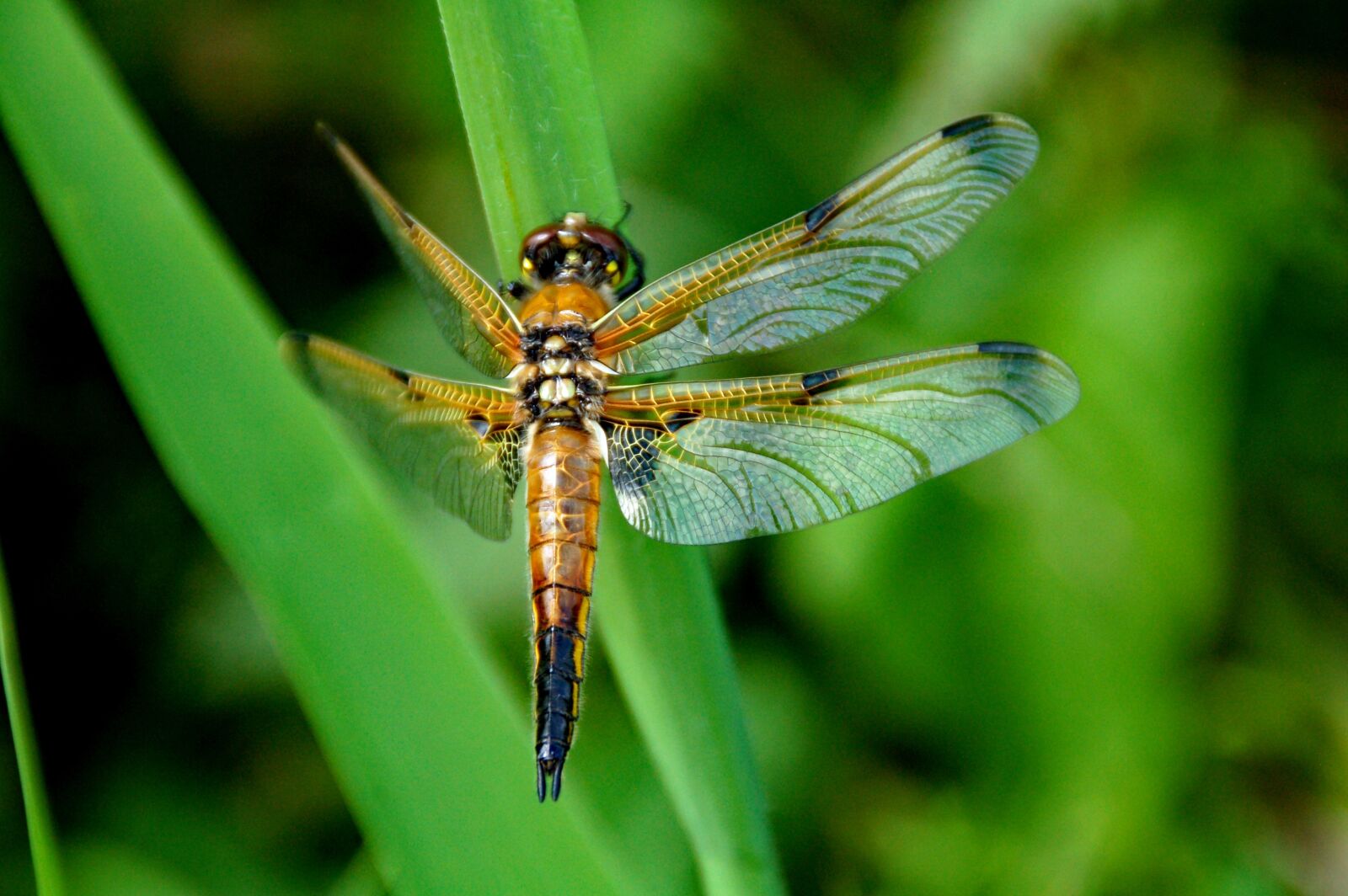 Nikon D50 sample photo. Dragonfly, grass, green photography
