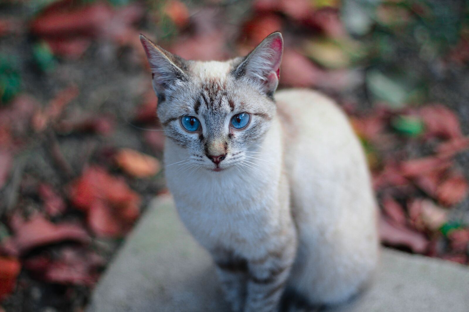 Canon EOS 1200D (EOS Rebel T5 / EOS Kiss X70 / EOS Hi) sample photo. Cats, blue eyes, feline photography