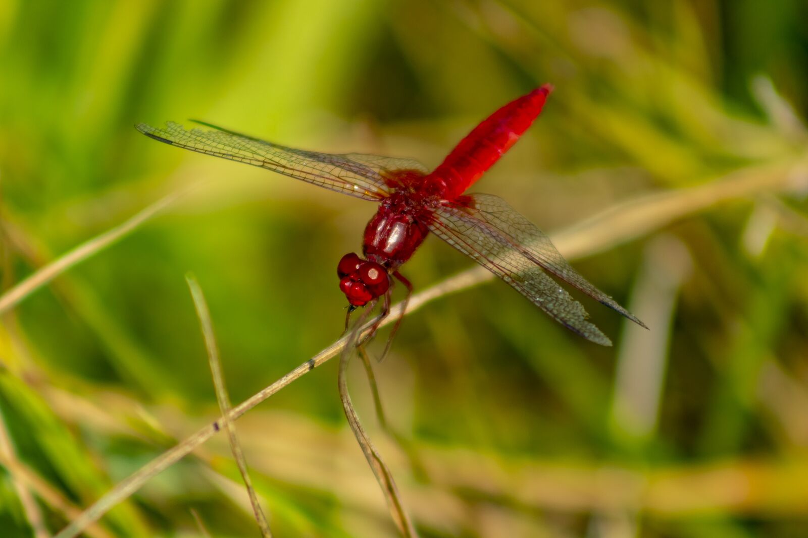 Canon EF75-300mm f/4-5.6 sample photo. Dragonfly, insect, macro photography