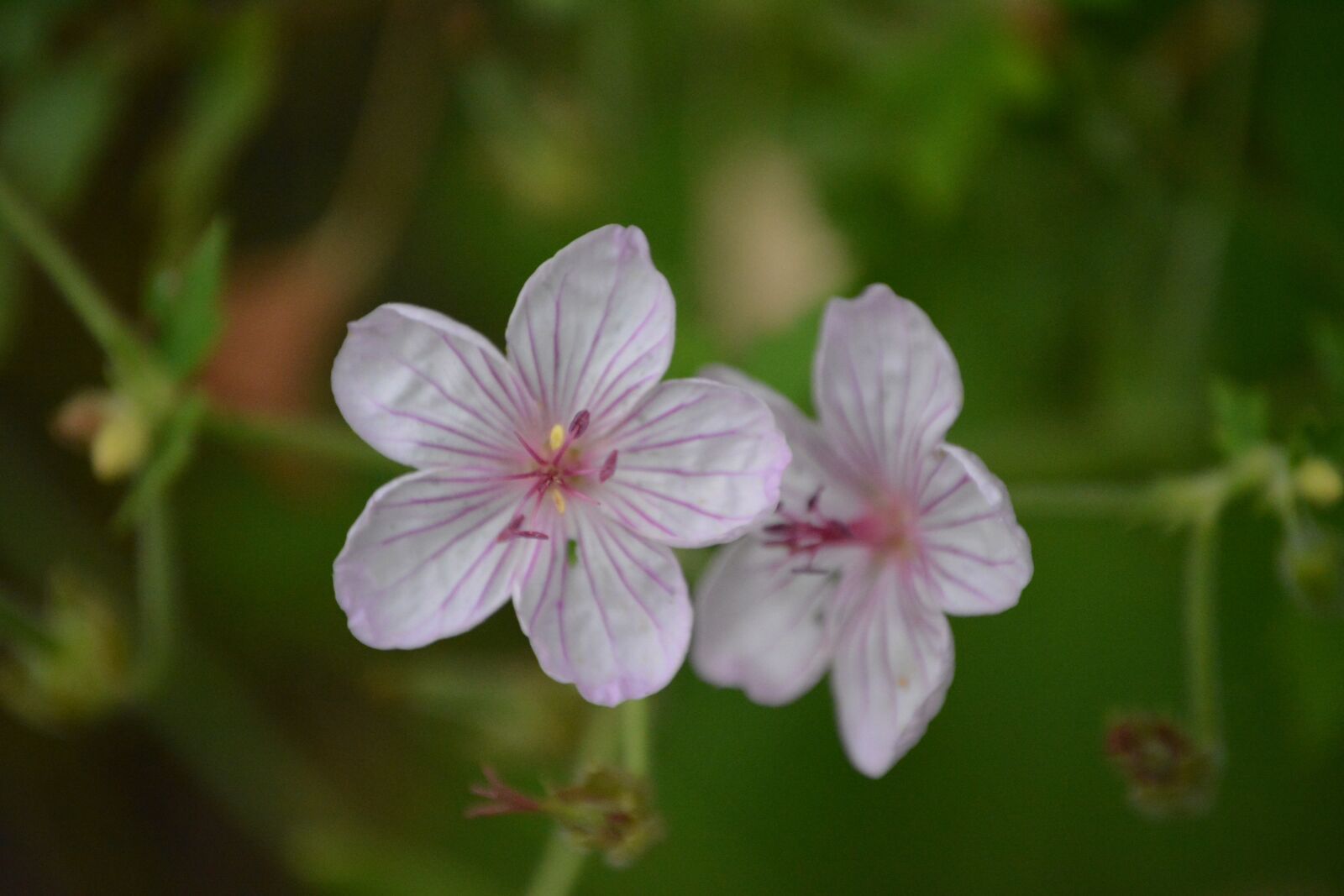 Nikon D5200 sample photo. Flower, pink, white photography