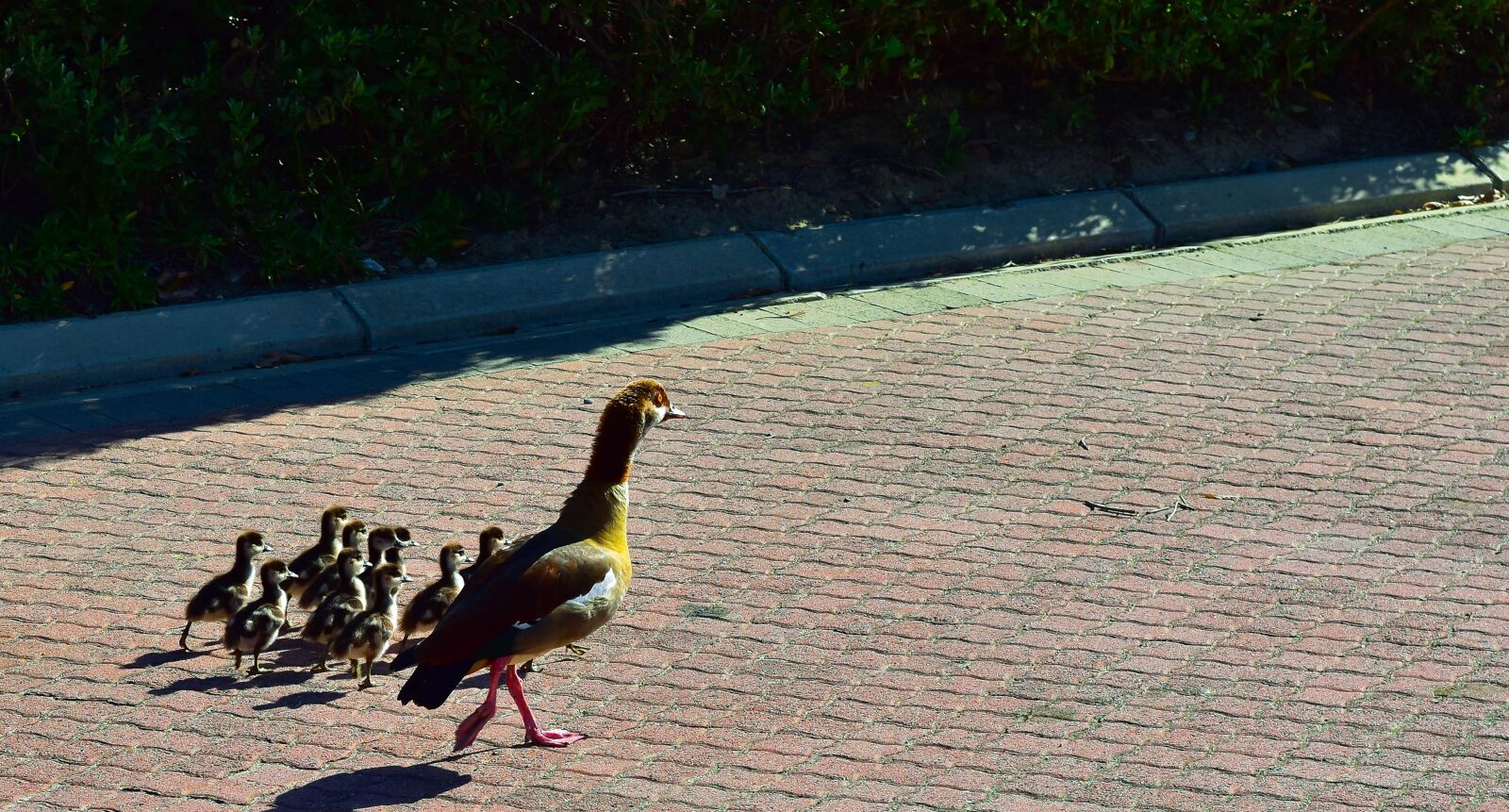 Nikon D5500 sample photo. Egyptian goose, goslings, family photography