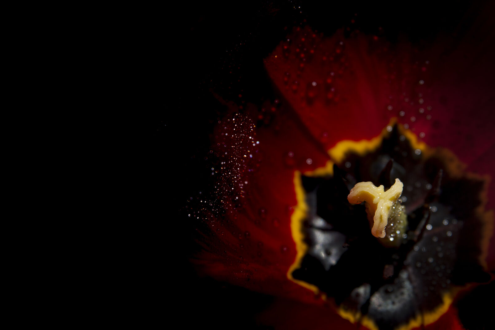 Canon EOS 400D (EOS Digital Rebel XTi / EOS Kiss Digital X) sample photo. Flower, in, dark photography