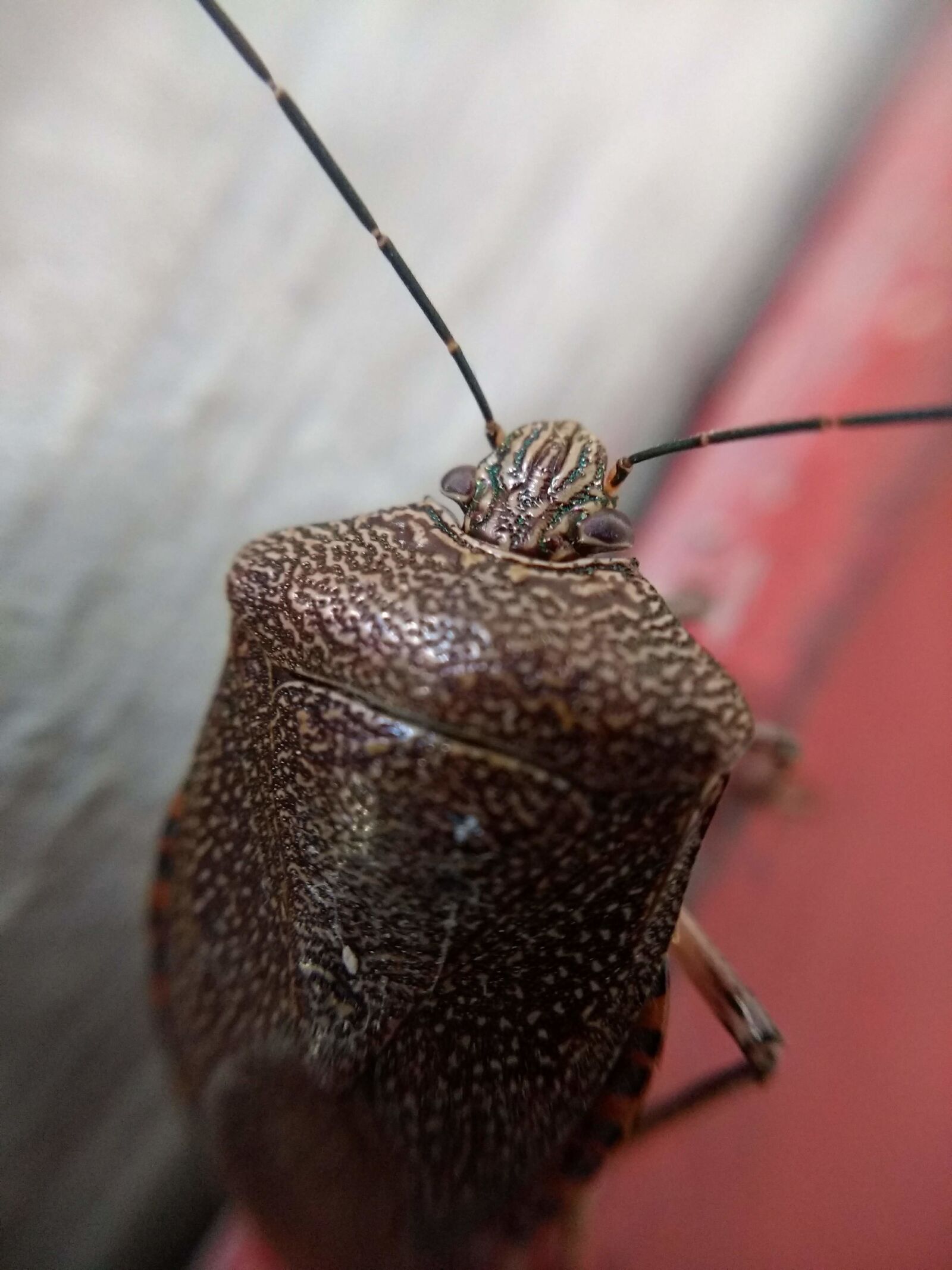 Motorola Moto G (4) sample photo. Insect, nature, antenna photography