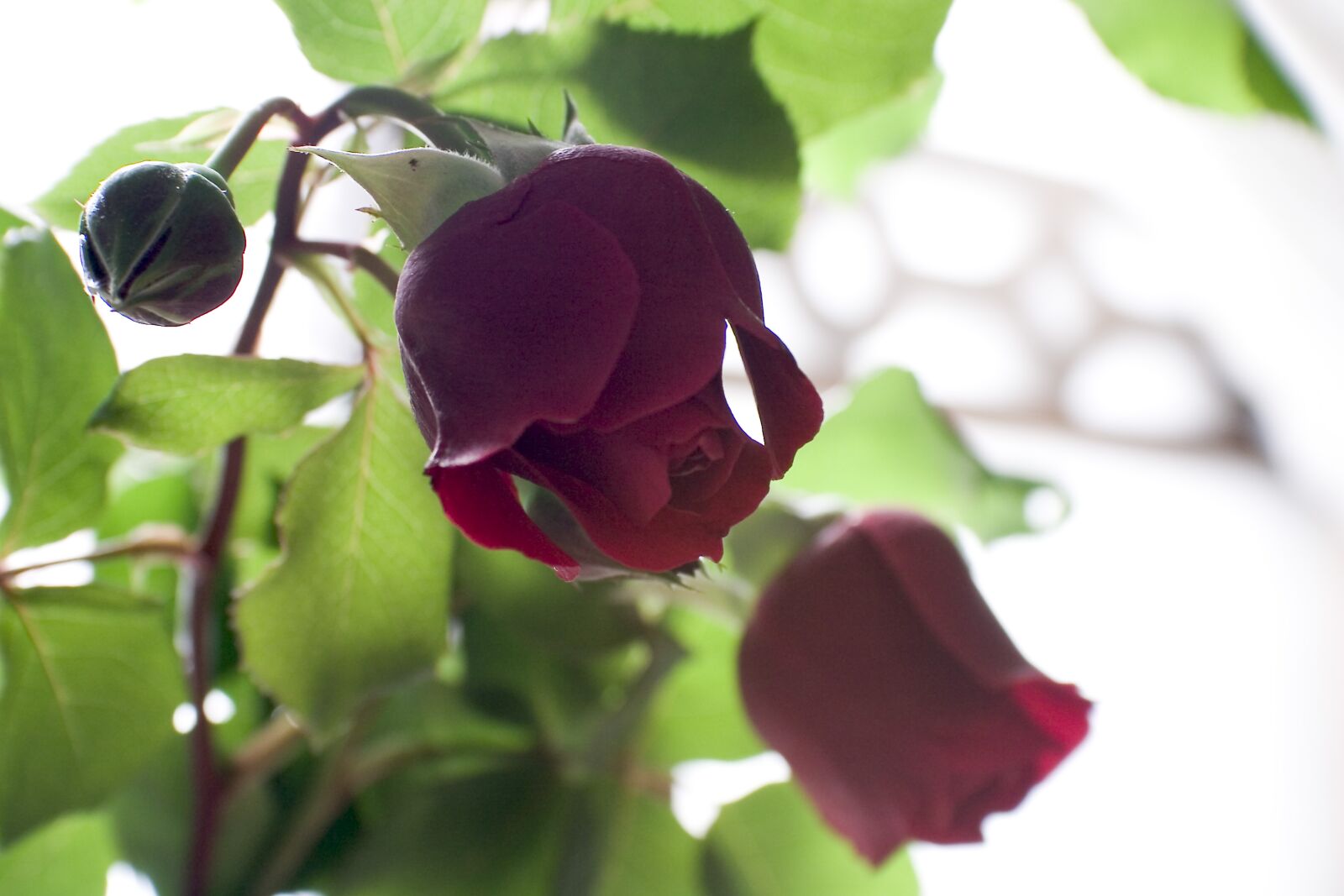 Canon EOS 300D (EOS Digital Rebel / EOS Kiss Digital) sample photo. Rose, thorn, flowers photography