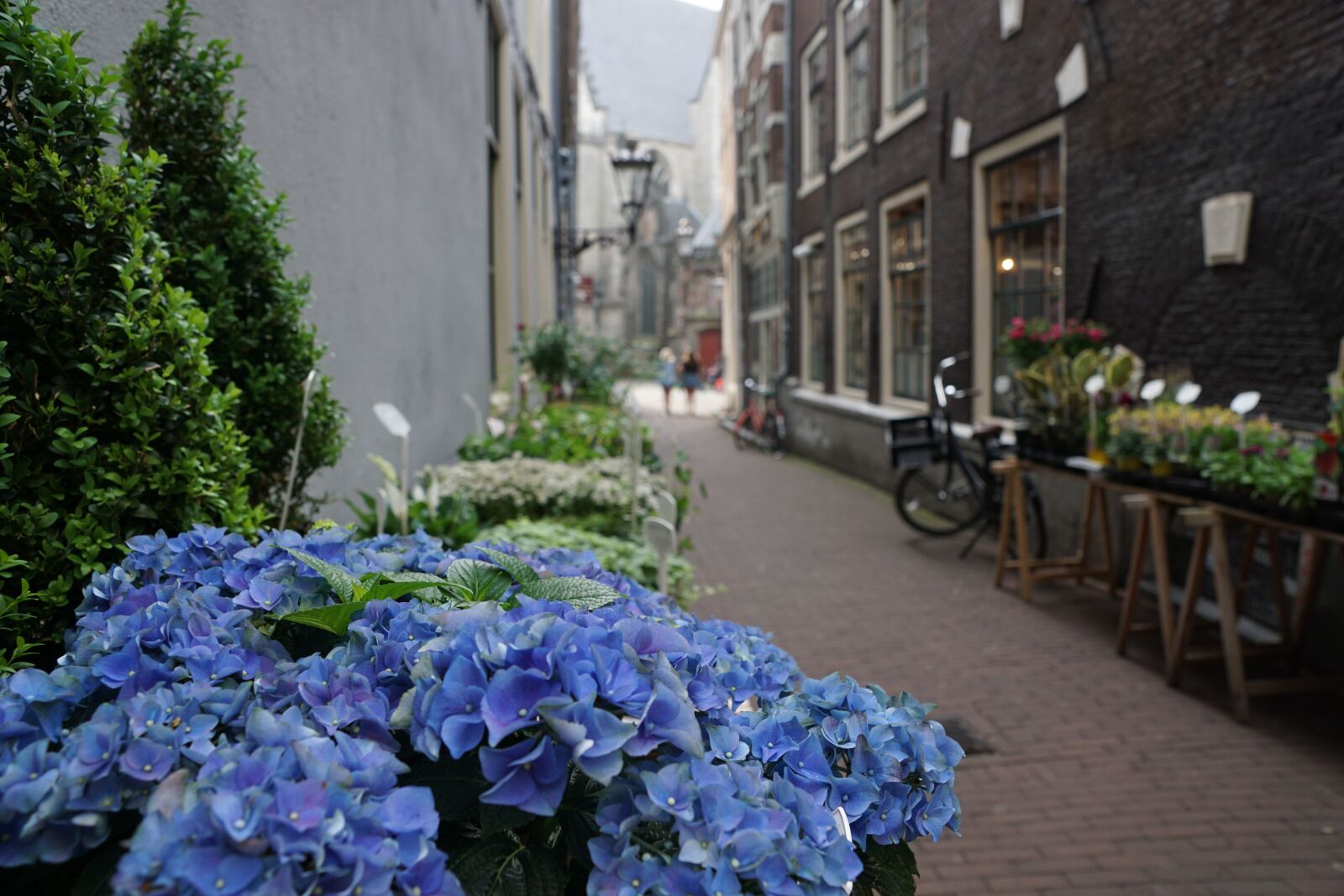 Sony ILCA-77M2 + Sony DT 16-50mm F2.8 SSM sample photo. Road, amsterdam, flowers photography