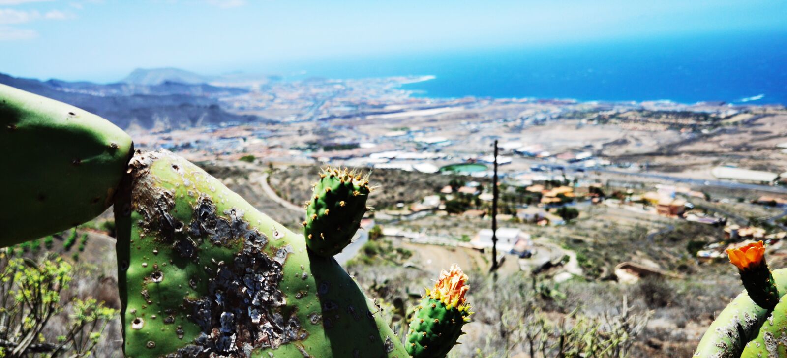 HUAWEI ELS-NX9 sample photo. Tenerife south, cactus, flower photography