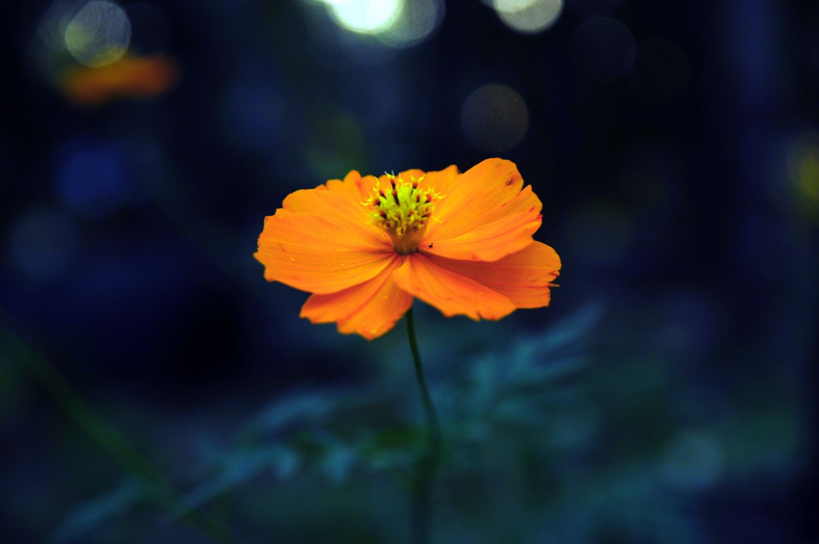Nikon D90 sample photo. Yellow flower, golden hour photography