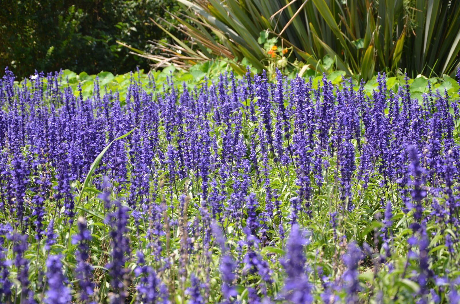 Nikon D5100 sample photo. Purple, green, nature photography