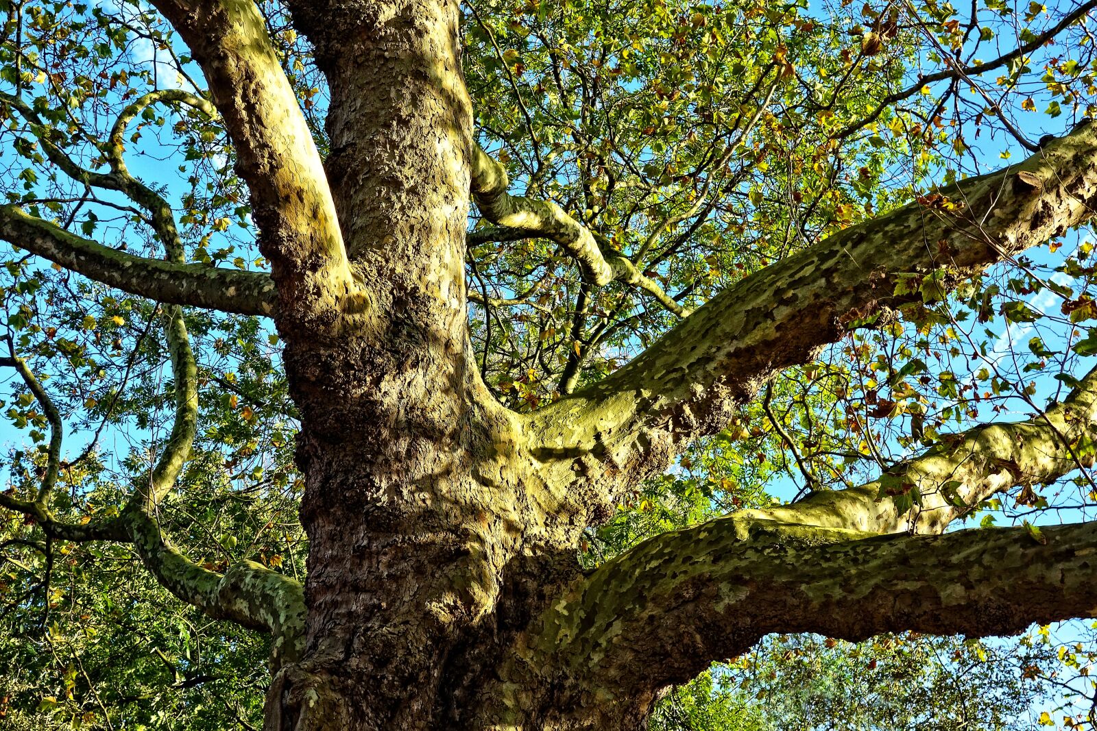 Sony Cyber-shot DSC-RX100 sample photo. Tree, branches, giant tree photography