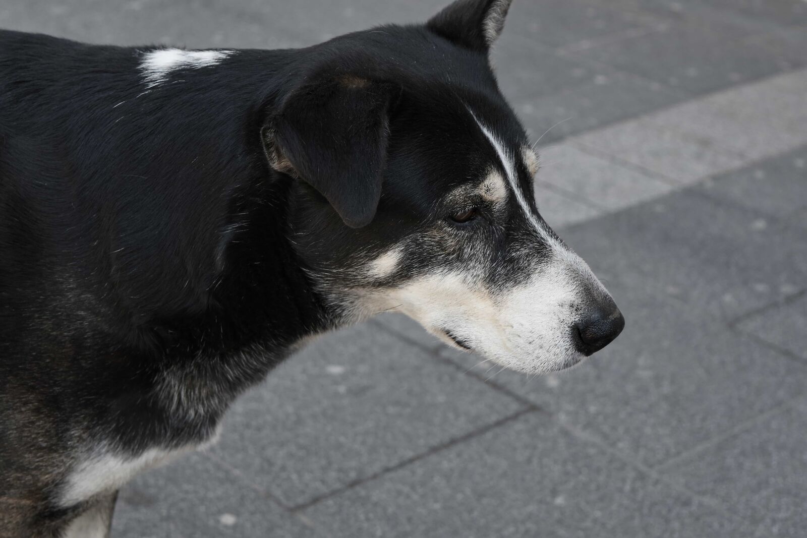 Nikon D5500 sample photo. Puppy, pet, canine, dog photography