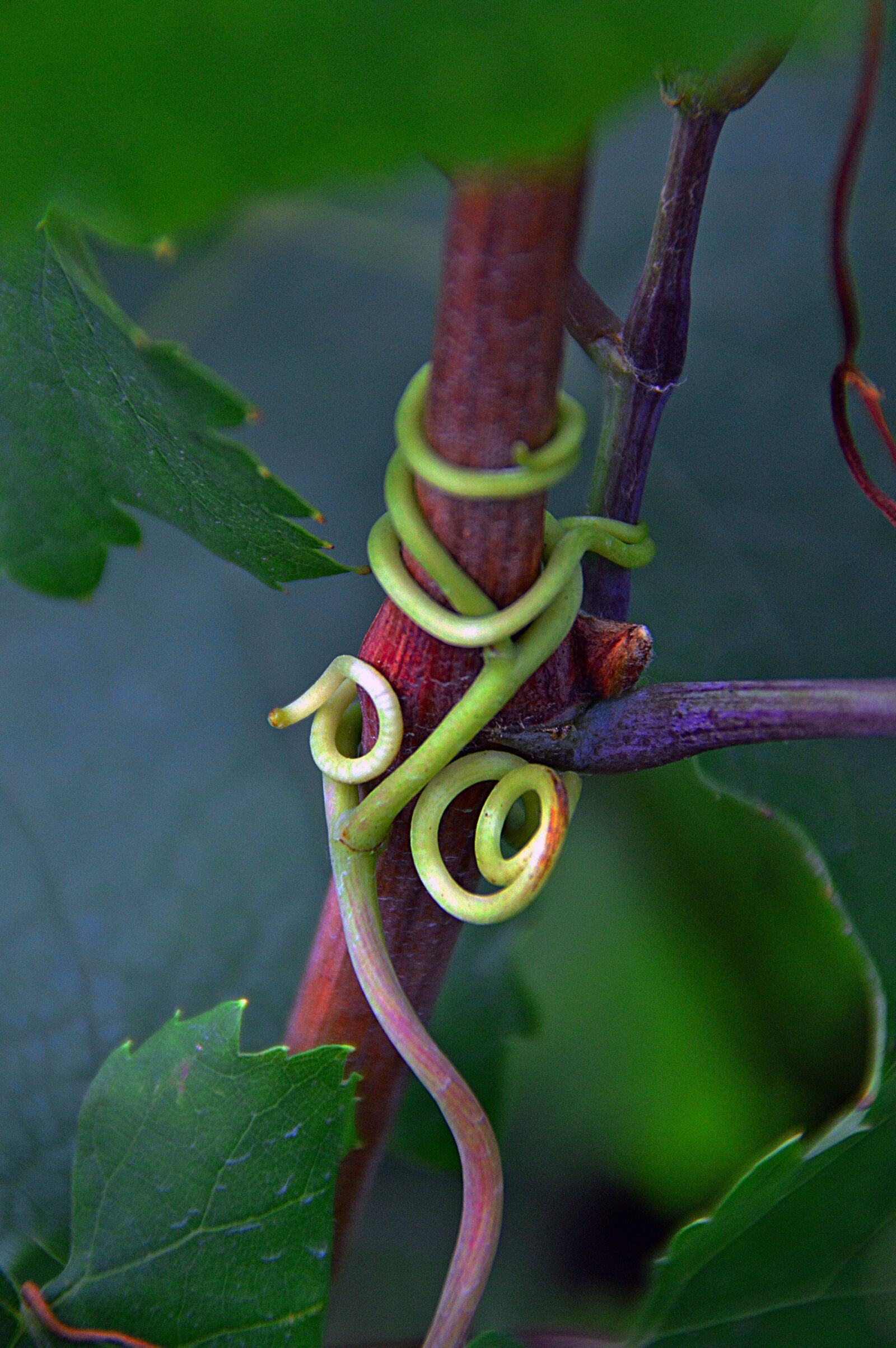 Nikon D3200 sample photo. Grape, green grapes, autumn photography
