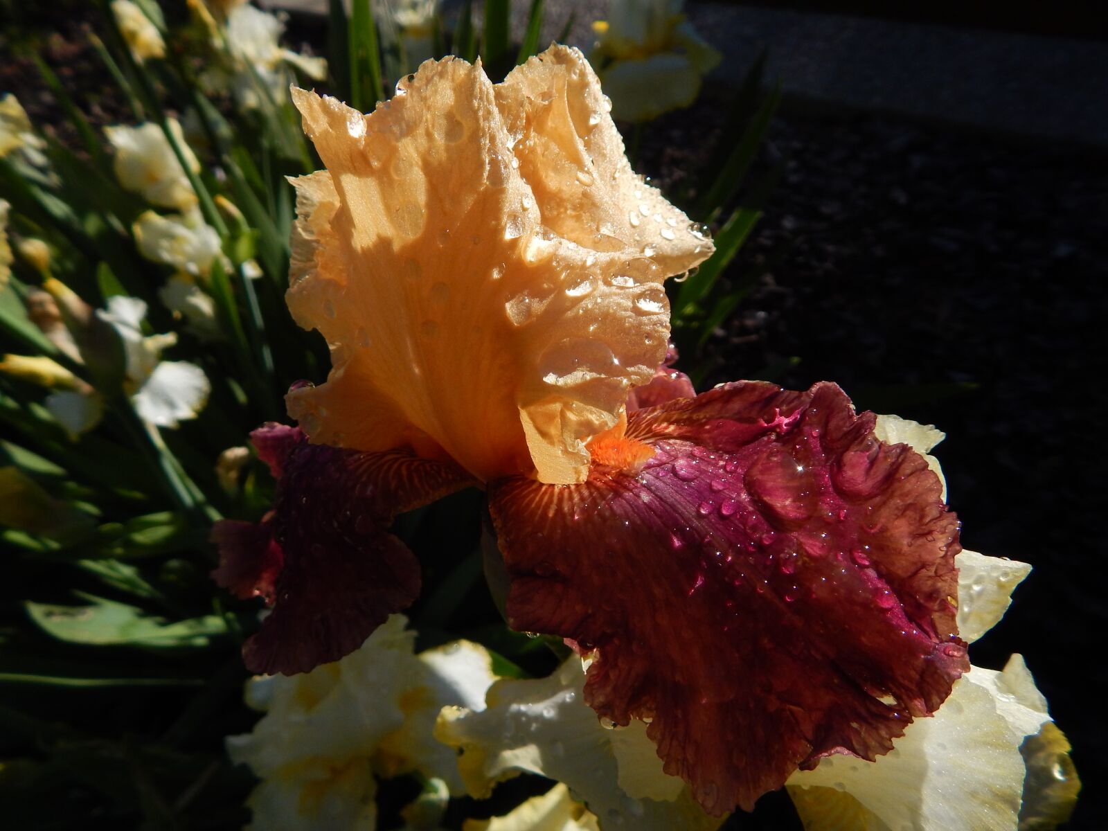 Nikon Coolpix L830 sample photo. Flower, iris, nature photography