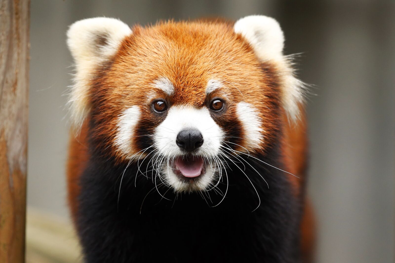 Canon EOS-1D X sample photo. Red panda, animal, cute photography