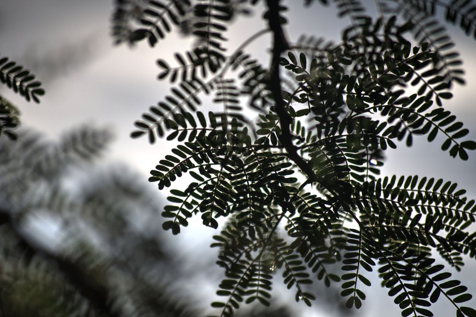Nikon D90 sample photo. Thorn tree, new growth photography