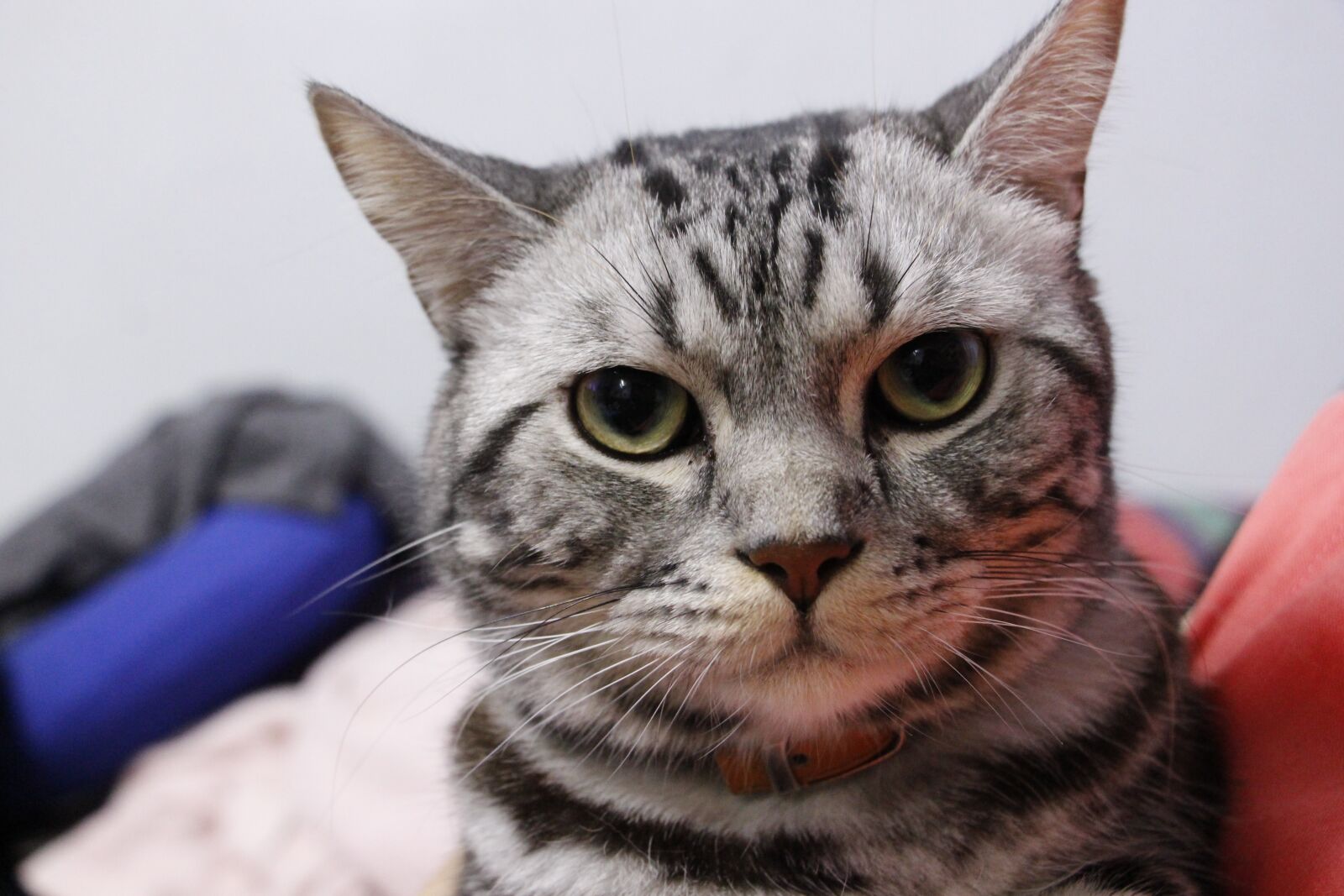 Canon EOS 700D (EOS Rebel T5i / EOS Kiss X7i) sample photo. Cat, pets, domestic photography