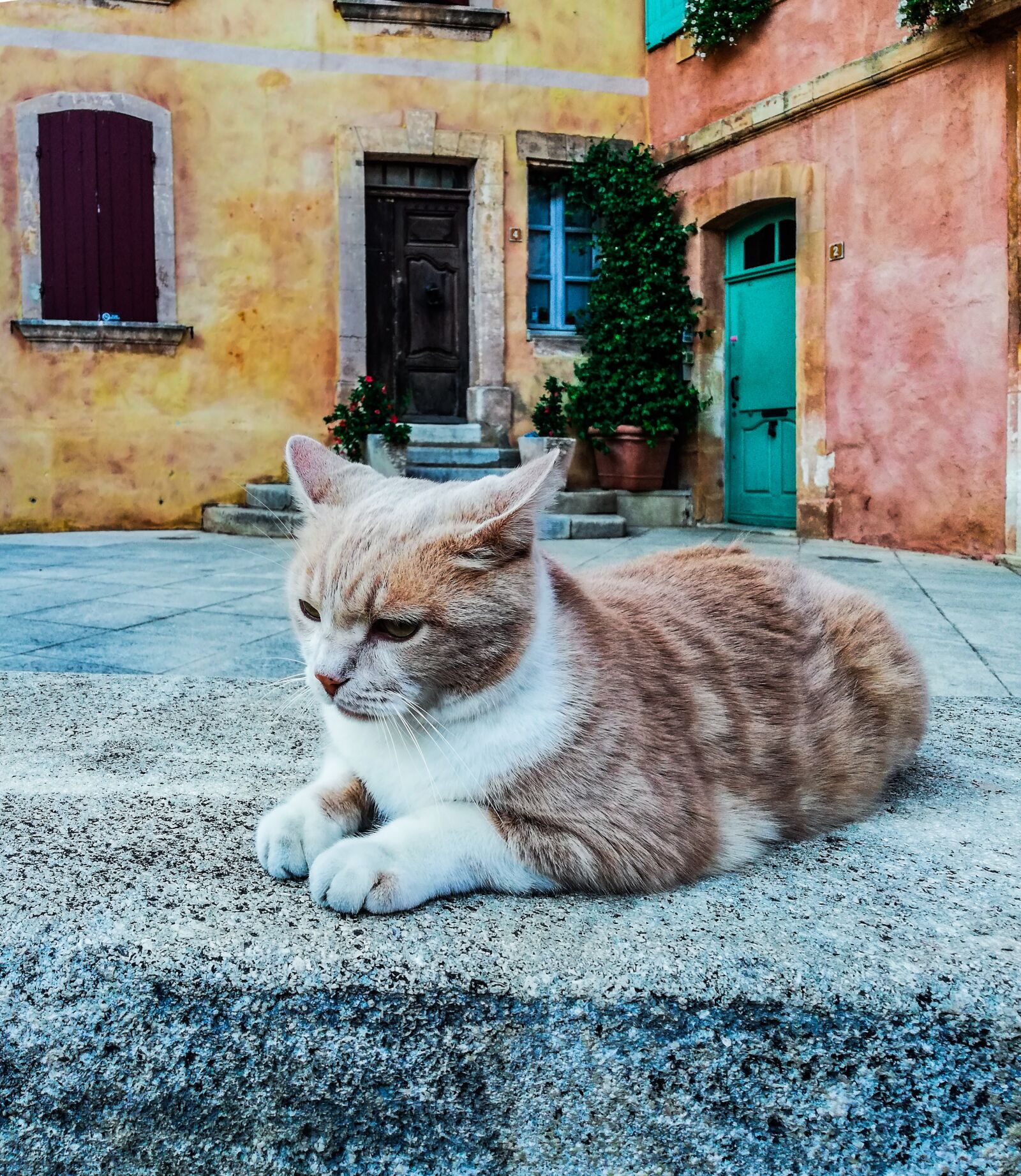 HUAWEI Mate 10 Lite sample photo. Cat, malai, silence photography