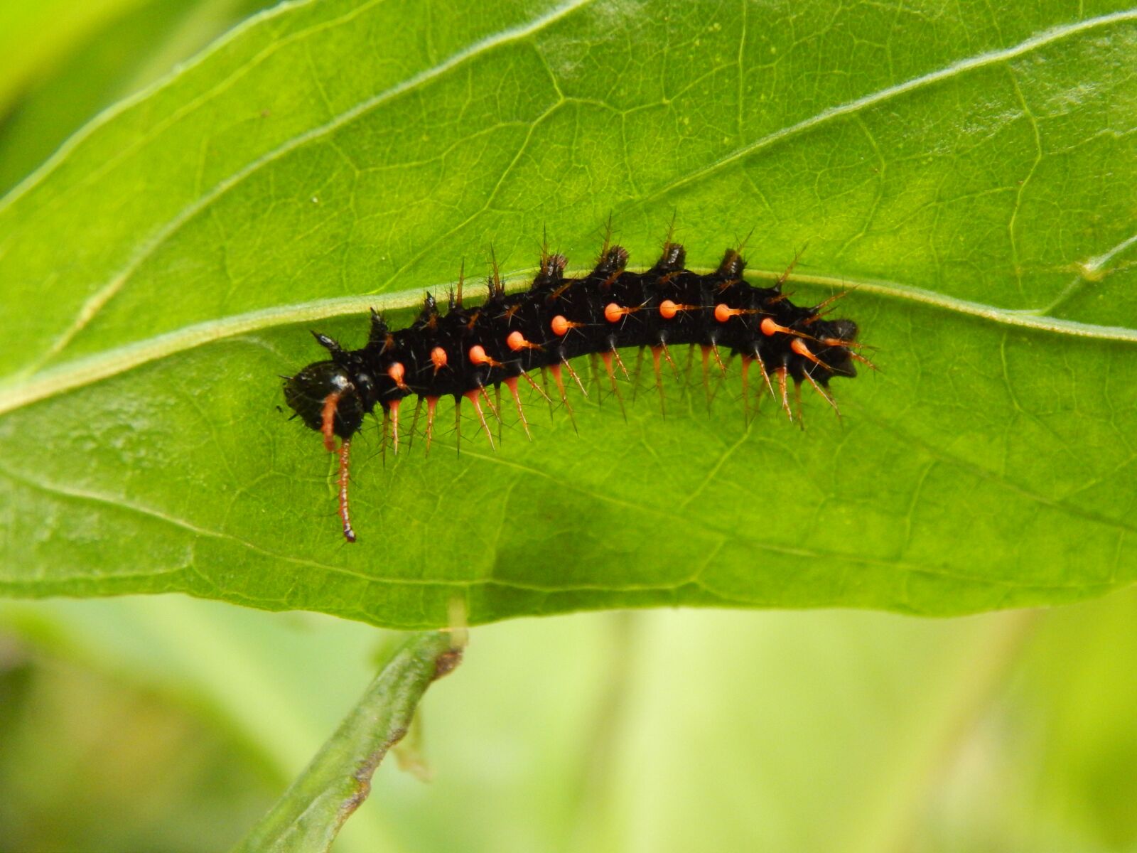 Nikon Coolpix L820 sample photo. Caterpillar, black, nature photography