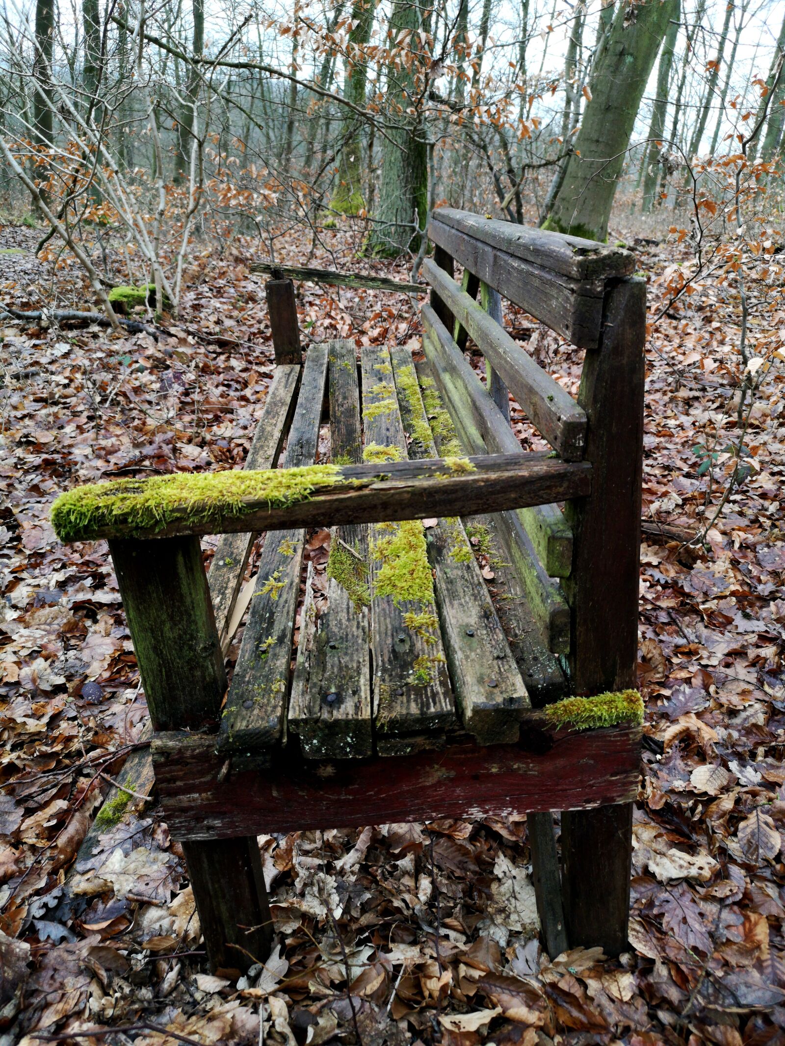 HUAWEI CLT-L29 sample photo. Bank, wood, forest photography