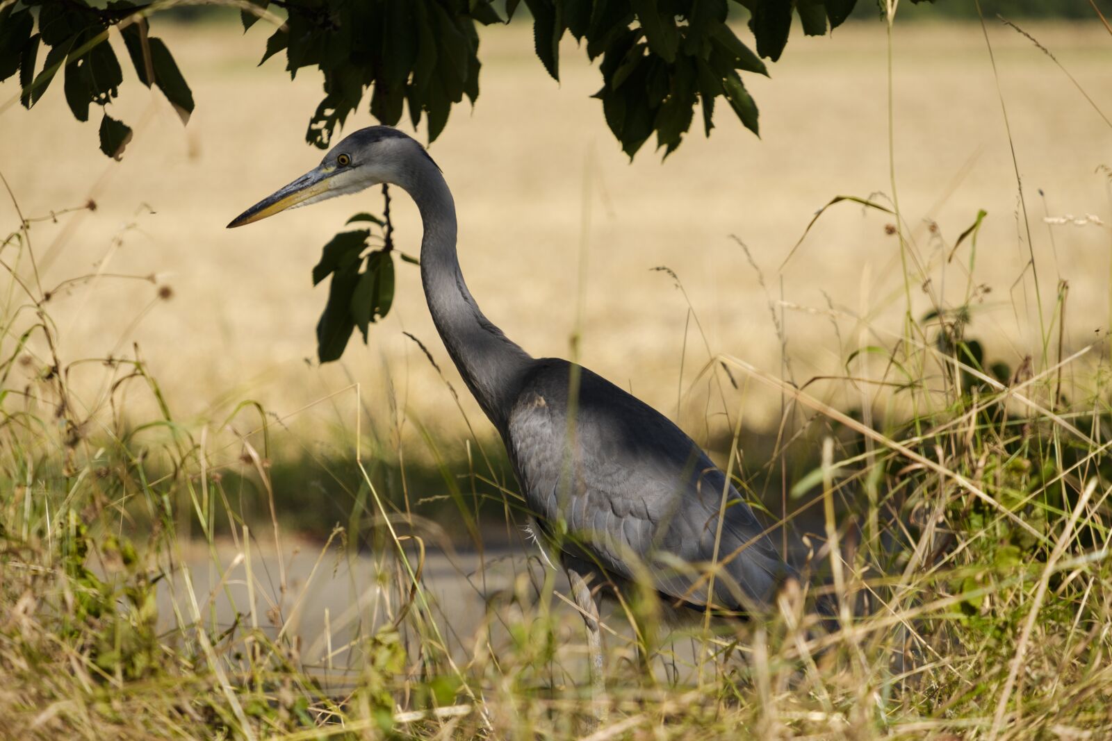 Fujifilm X-T2 + Fujifilm XF 55-200mm F3.5-4.8 R LM OIS sample photo. Heron, grey heron, bird photography