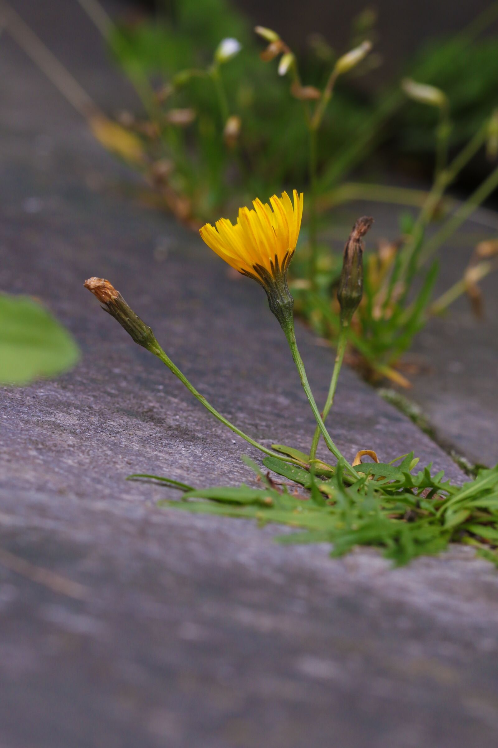 Canon EOS 7D Mark II sample photo. Flower, wild flower, nature photography