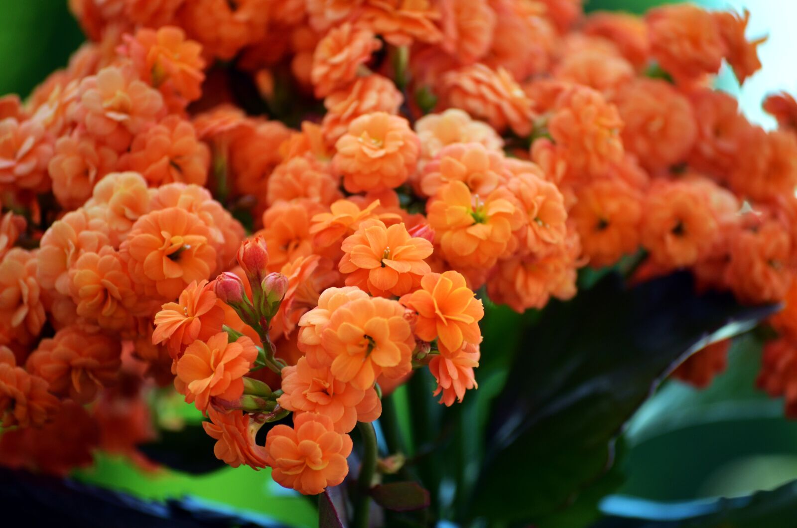 Nikon D5100 sample photo. Flowers, flower, nature photography