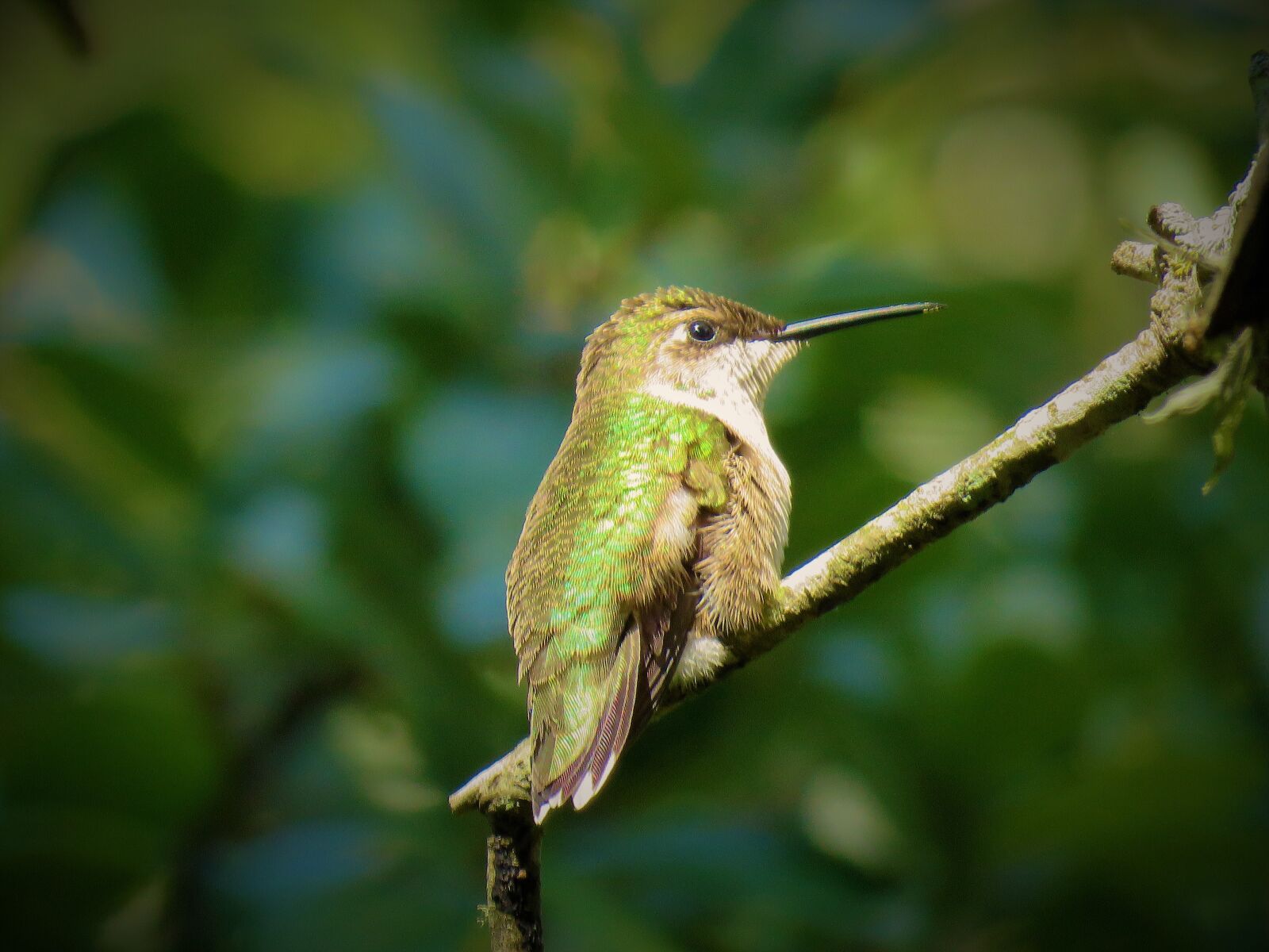 Canon PowerShot SX60 HS sample photo. Bird, hummingbird, wildlife photography