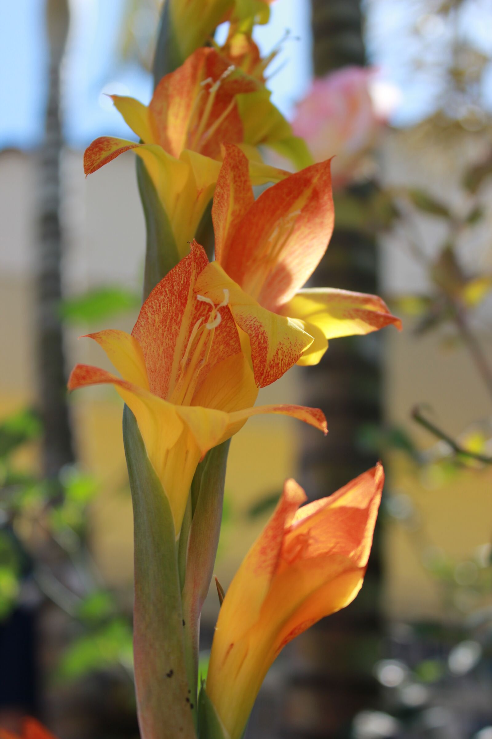Canon EOS 550D (EOS Rebel T2i / EOS Kiss X4) sample photo. Flower, orchid, garden photography