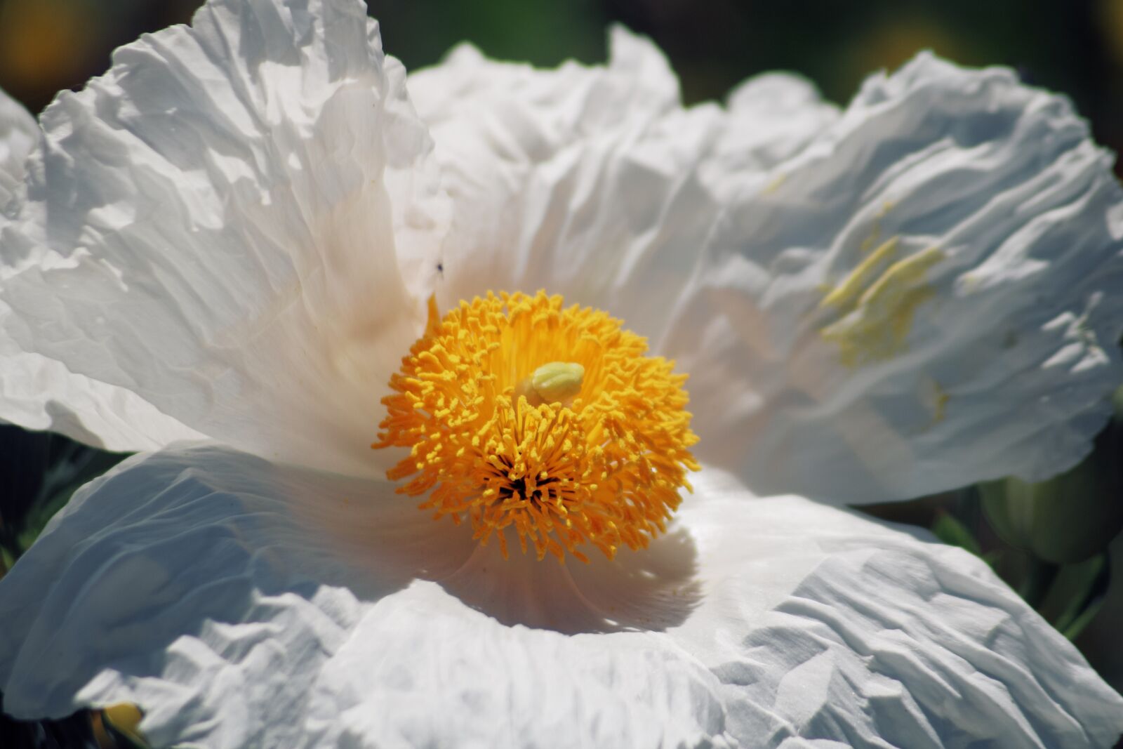 Canon EOS 750D (EOS Rebel T6i / EOS Kiss X8i) sample photo. Flower, petal, stem photography