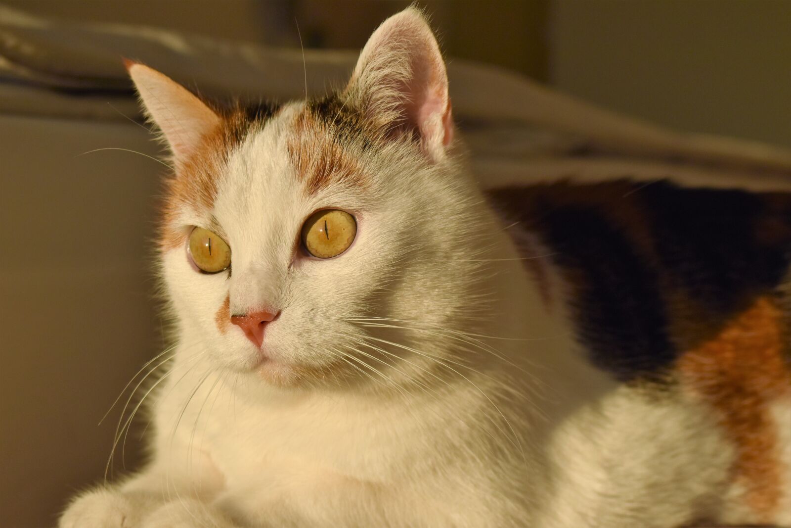 Nikon D5500 sample photo. Cat, white, animal photography