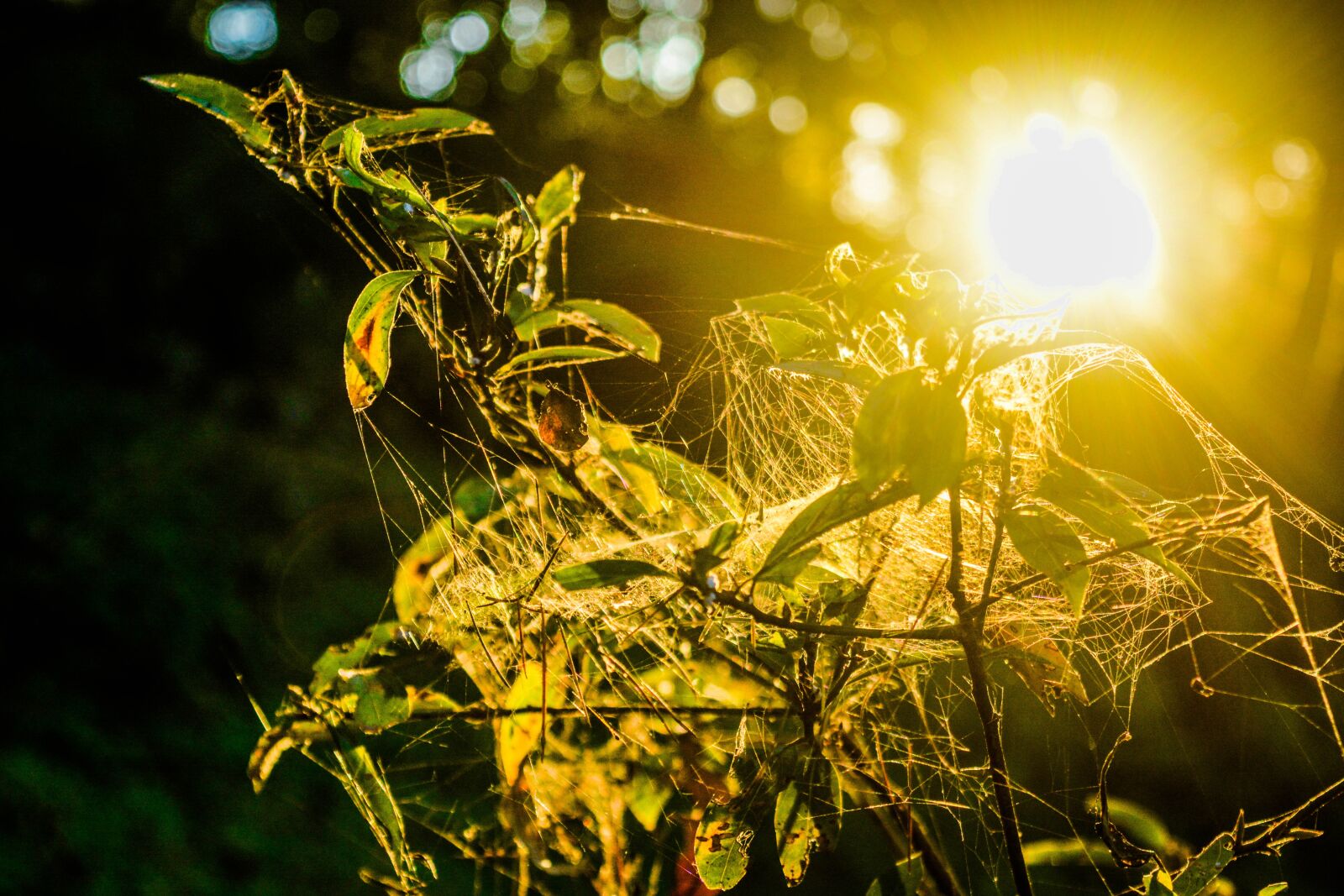 Nikon D5200 sample photo. Nature, sun, leaf photography