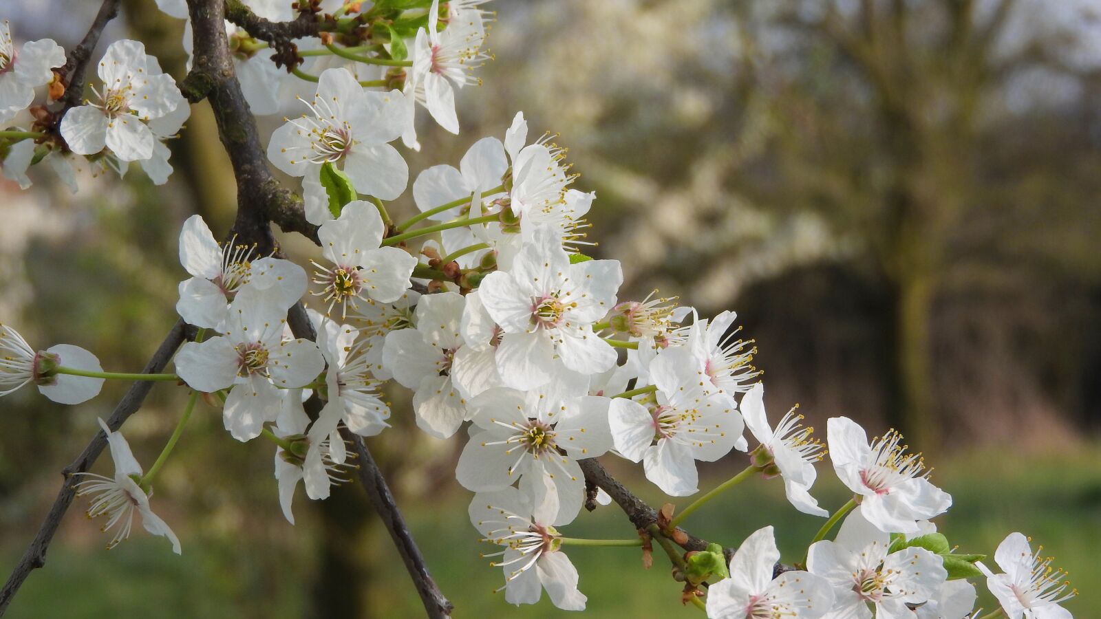 Nikon Coolpix P610 sample photo. White flowers, spring flowers photography