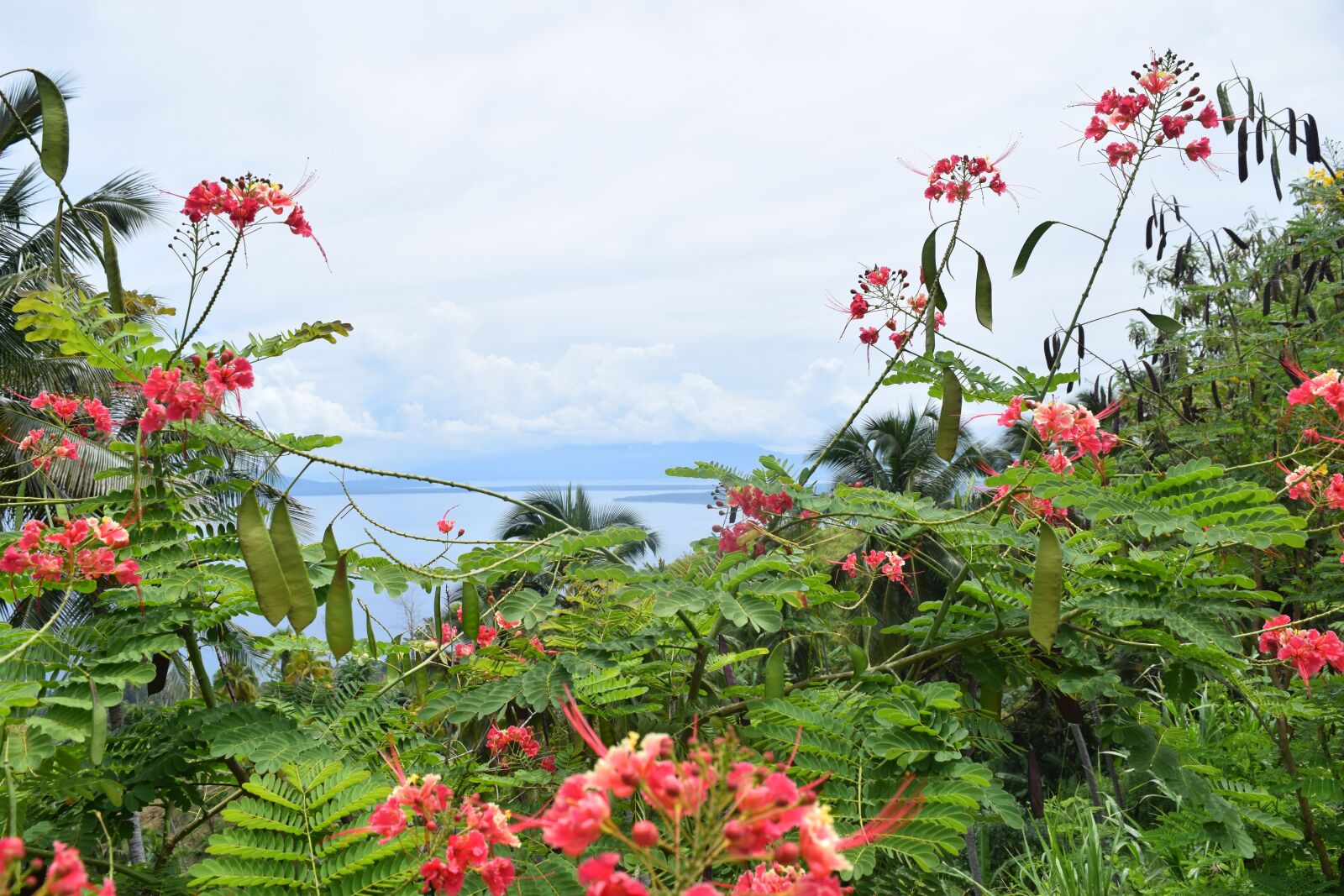 Nikon D5300 sample photo. Flowers, outlook, landscape photography