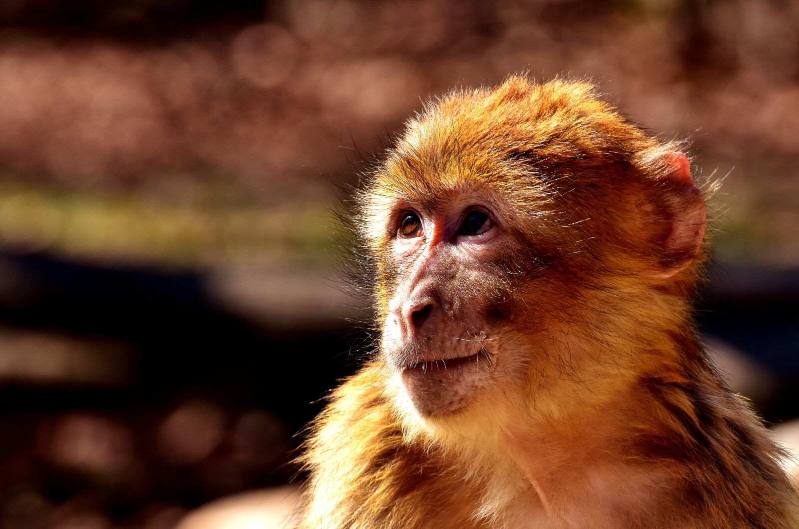 Nikon D7200 sample photo. Barbary ape, animal, äffchen photography