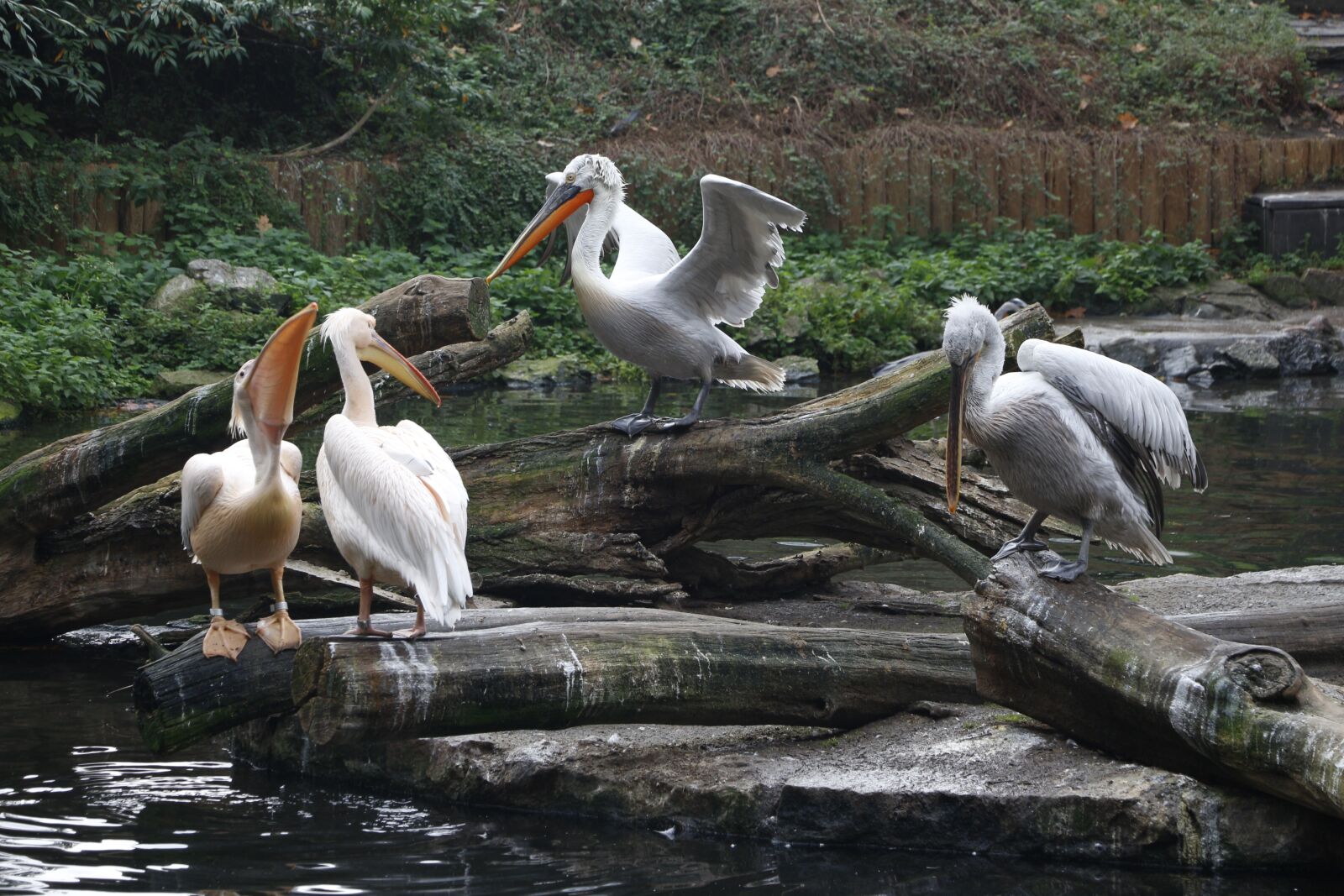 Canon EOS 700D (EOS Rebel T5i / EOS Kiss X7i) sample photo. Bird, birds, zoo photography