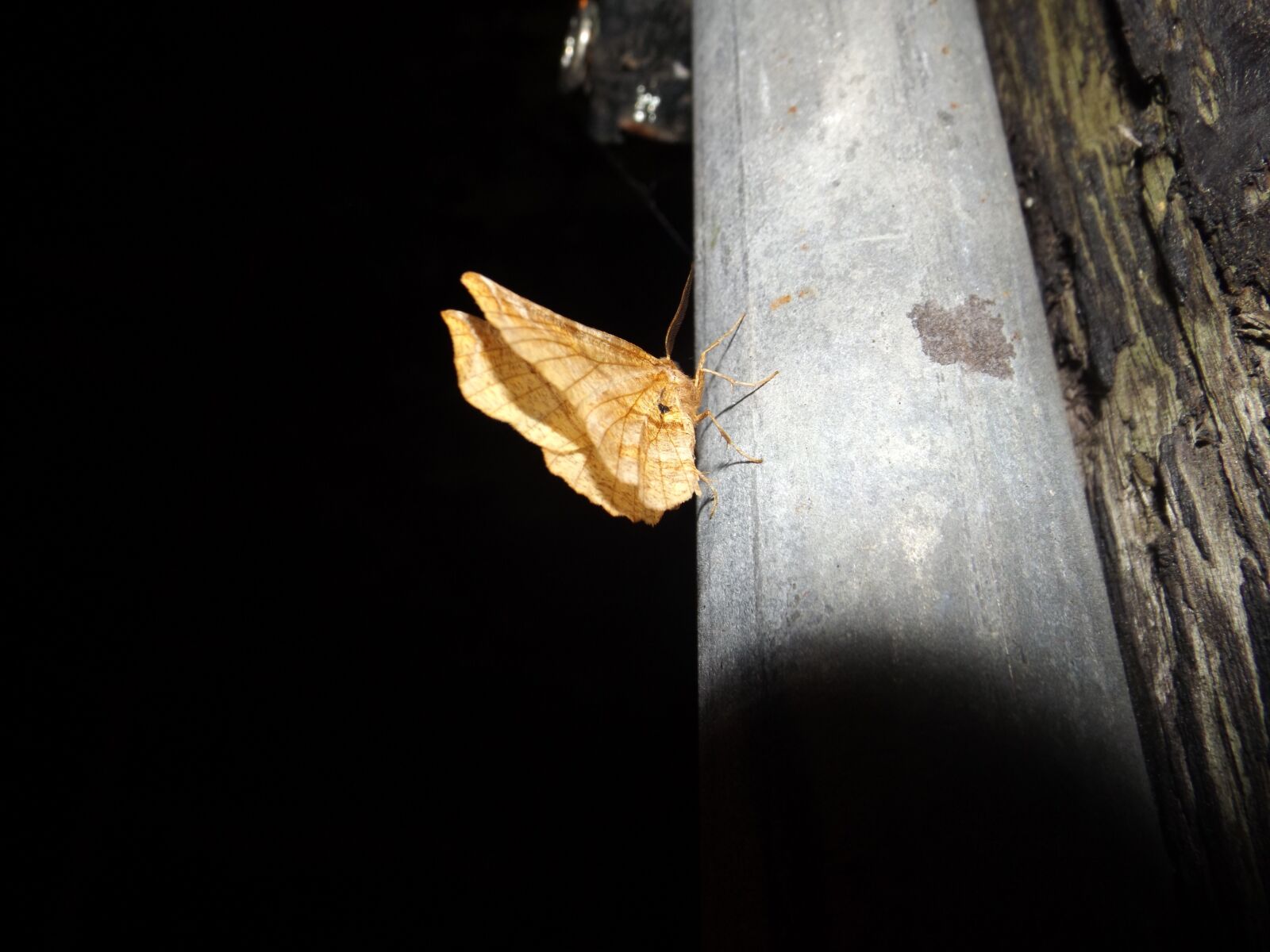 Fujifilm FinePix S4800 sample photo. Night, motte, insect photography