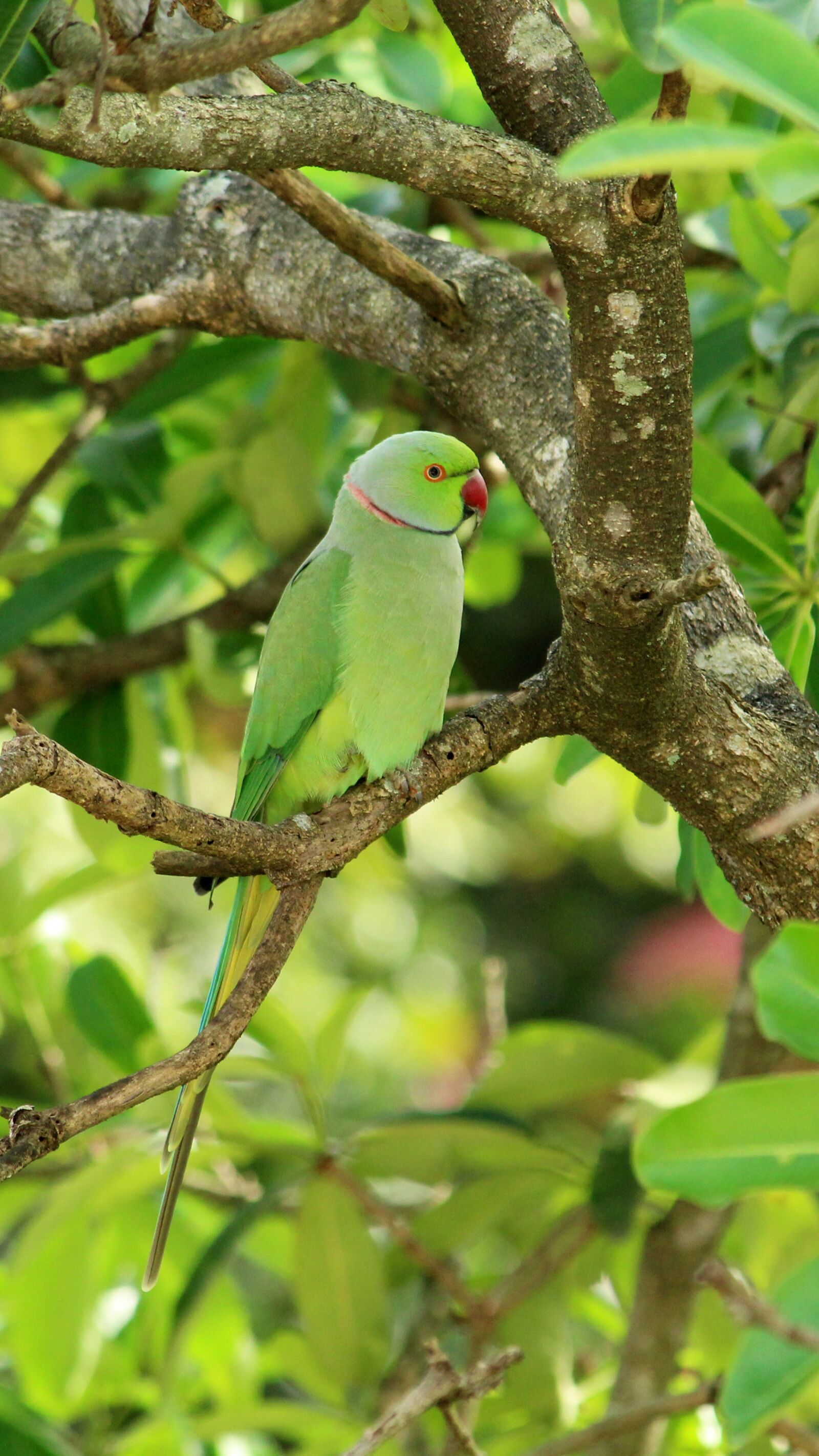Canon EOS 1300D (EOS Rebel T6 / EOS Kiss X80) sample photo. Parrot, bird, avian photography