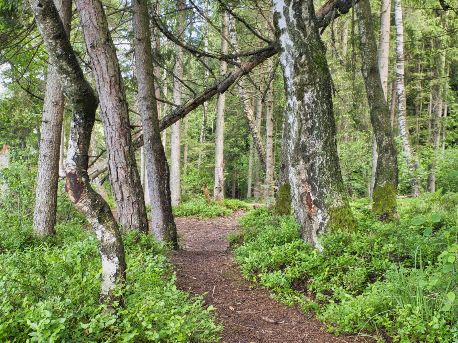 Nikon D7500 sample photo. Away, forest path, trees photography