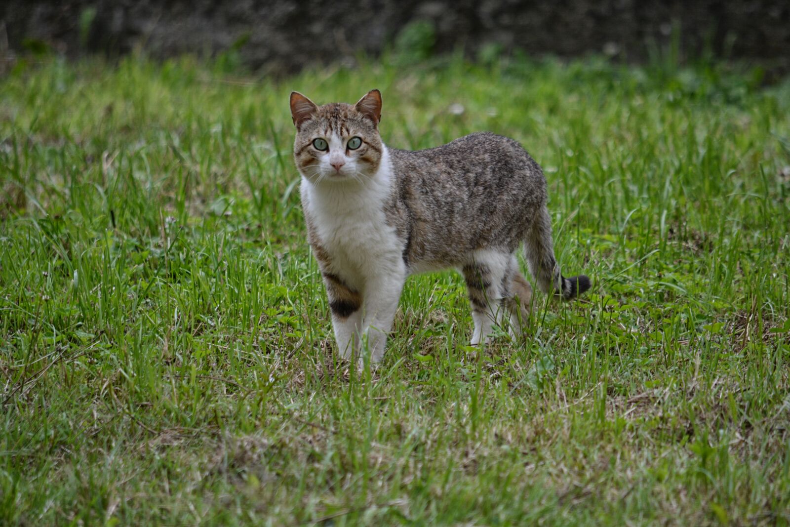 Nikon D5200 sample photo. Animalier, animaux, bavarder, felin photography