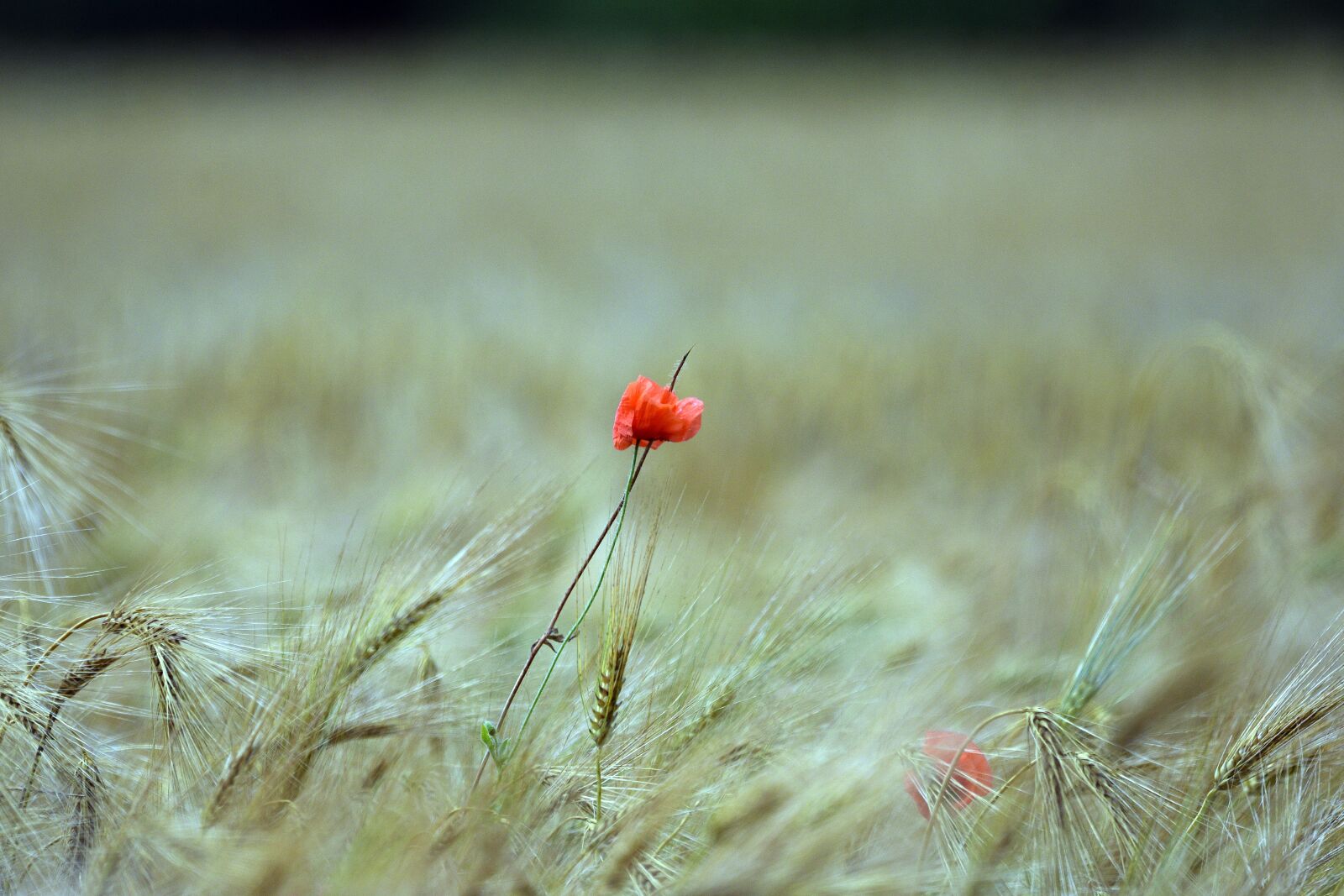 Nikon D3400 sample photo. Poppy, poppies, summer photography