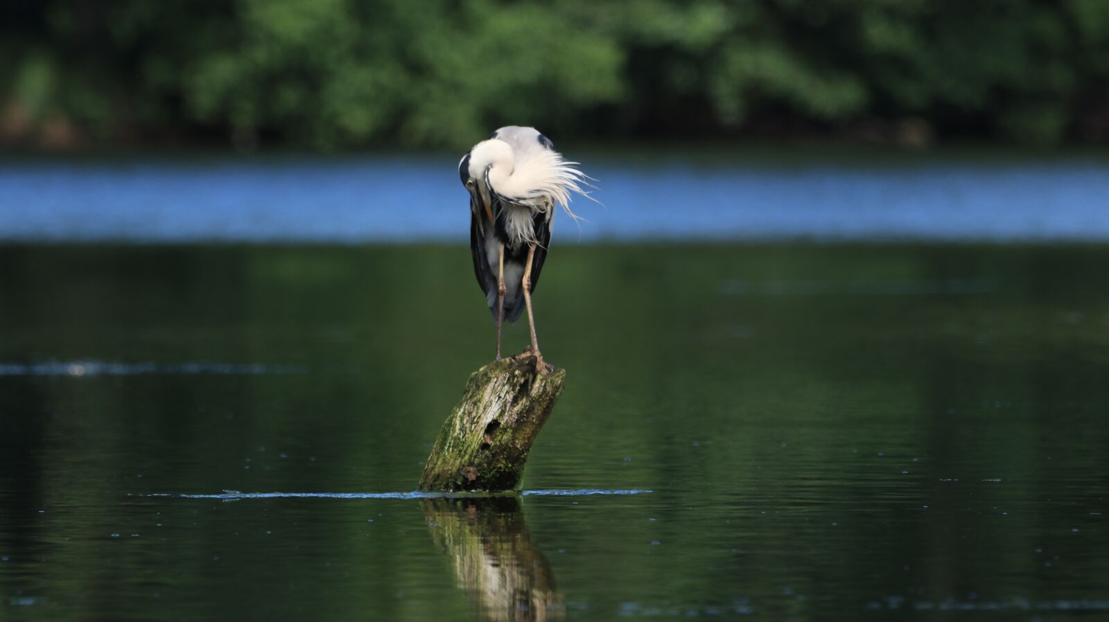 150-600mm F5-6.3 DG OS HSM | Contemporary 015 sample photo. Heron, lake, water photography