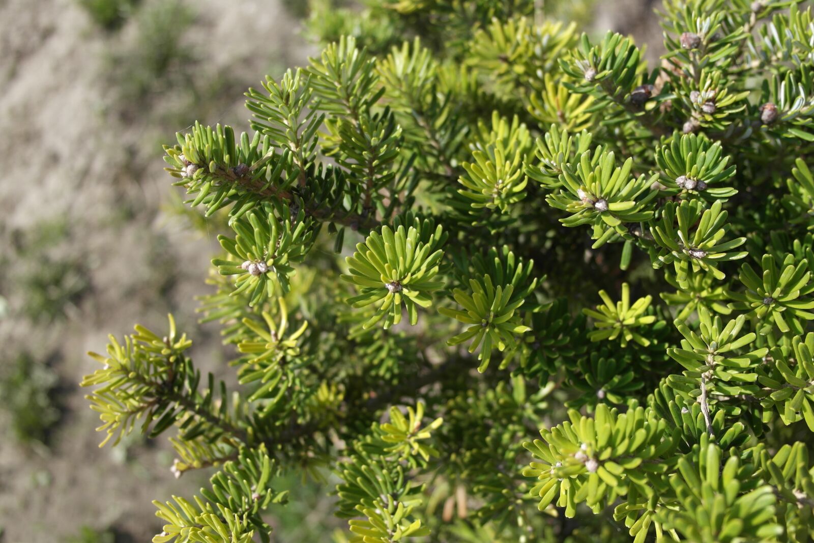 Samsung NX1000 sample photo. Tree, nature, plant photography