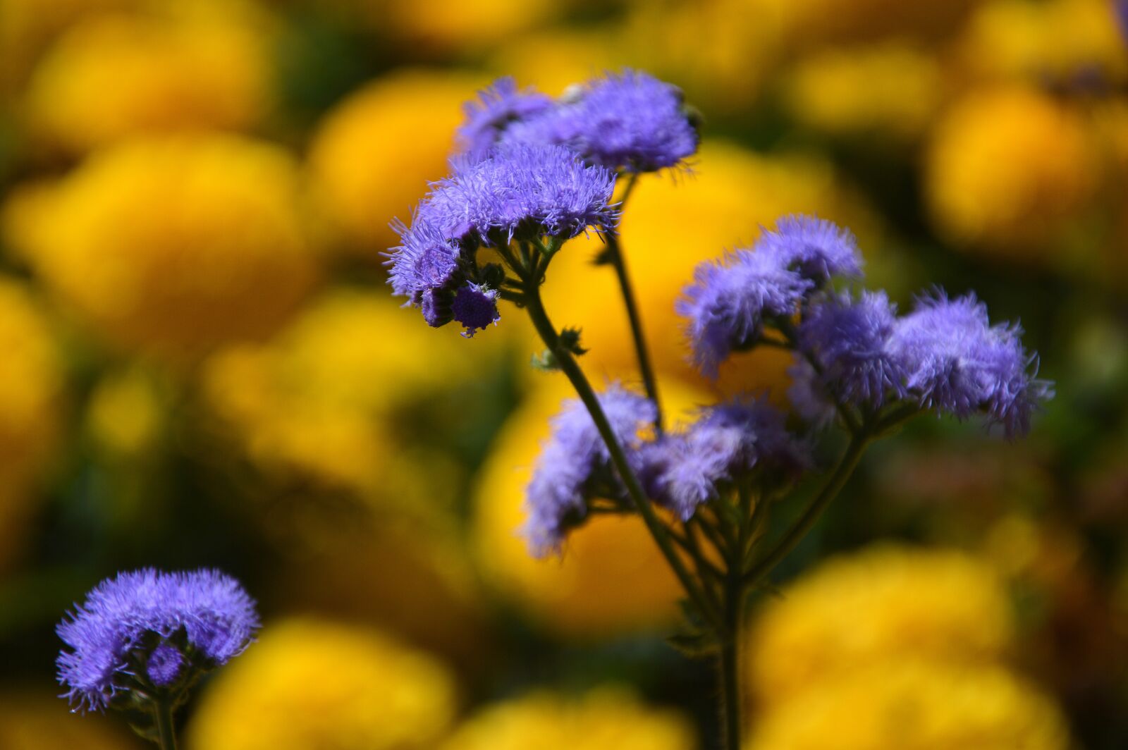 Nikon D3200 sample photo. Flowers, plant, summer photography