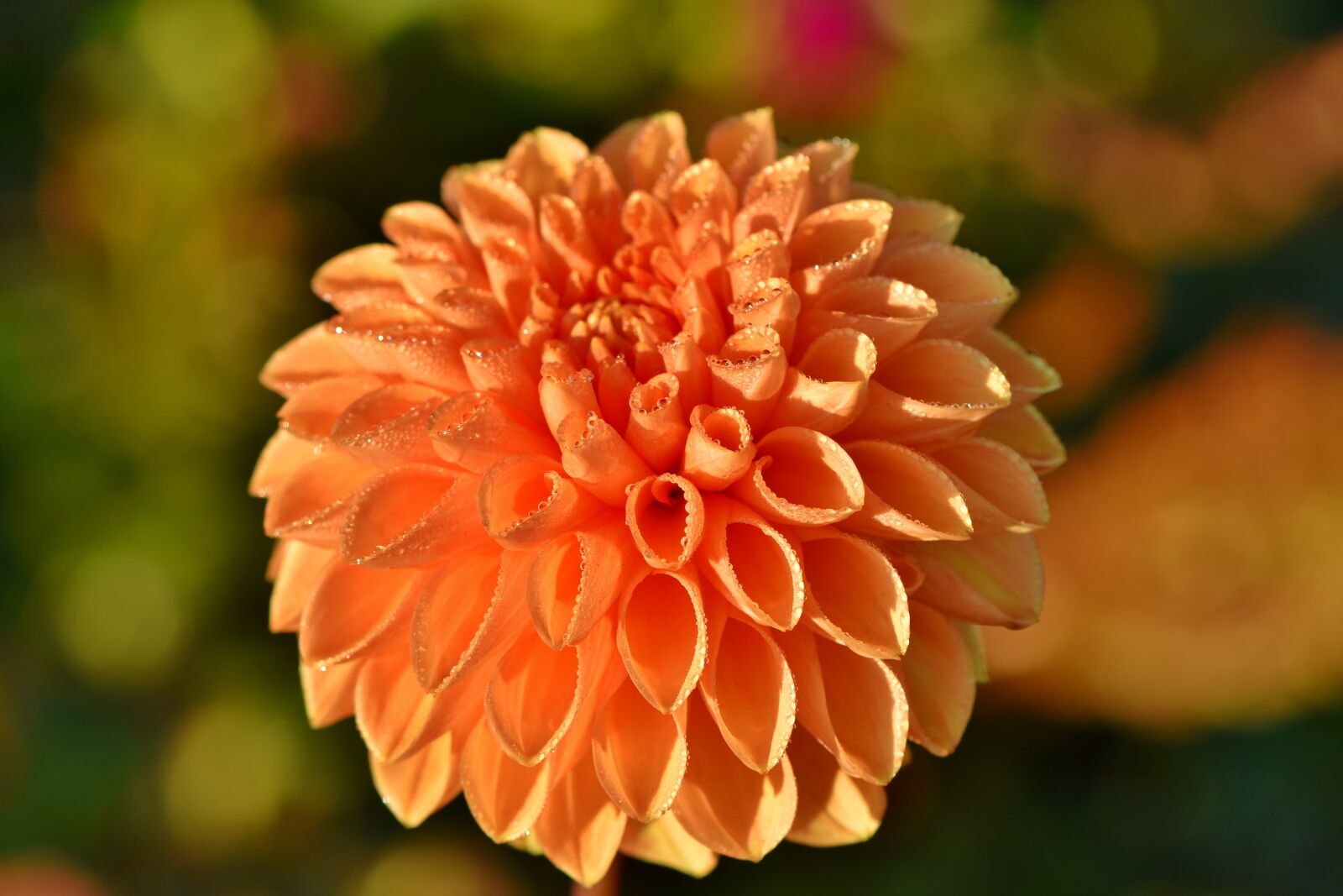 Nikon D7200 sample photo. Dahlia, dahlias bud, flower photography