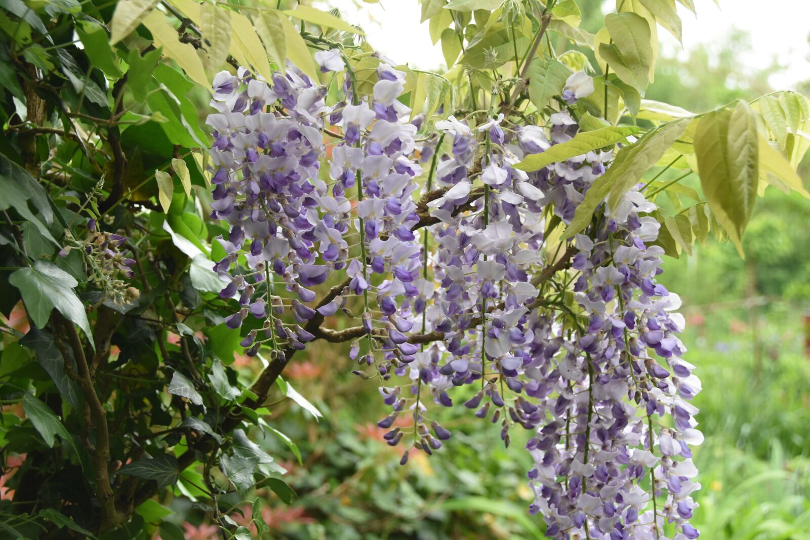 Nikon D5500 sample photo. Flowers, blue rain, purple photography