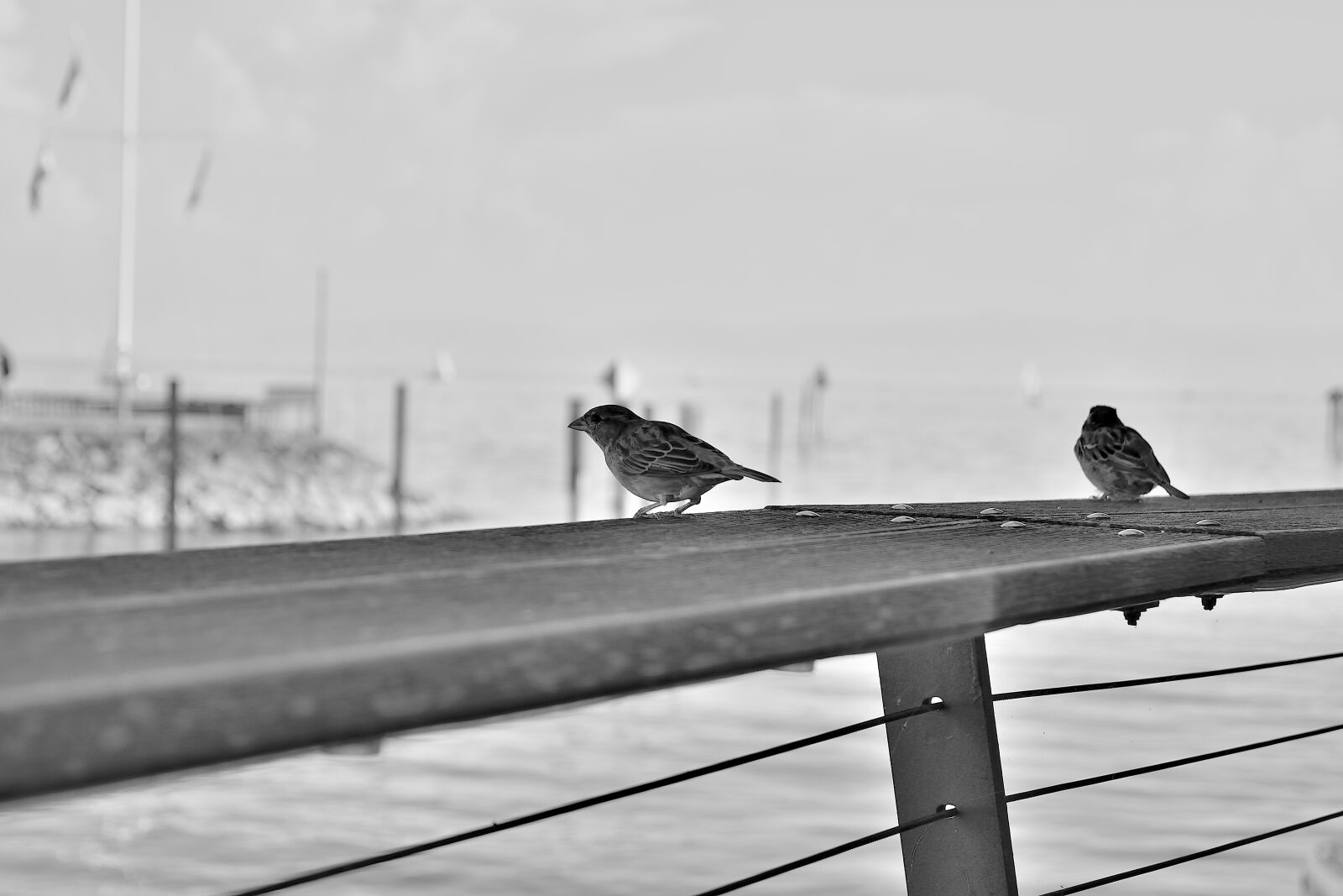 Nikon D5300 sample photo. Bird, black and white photography